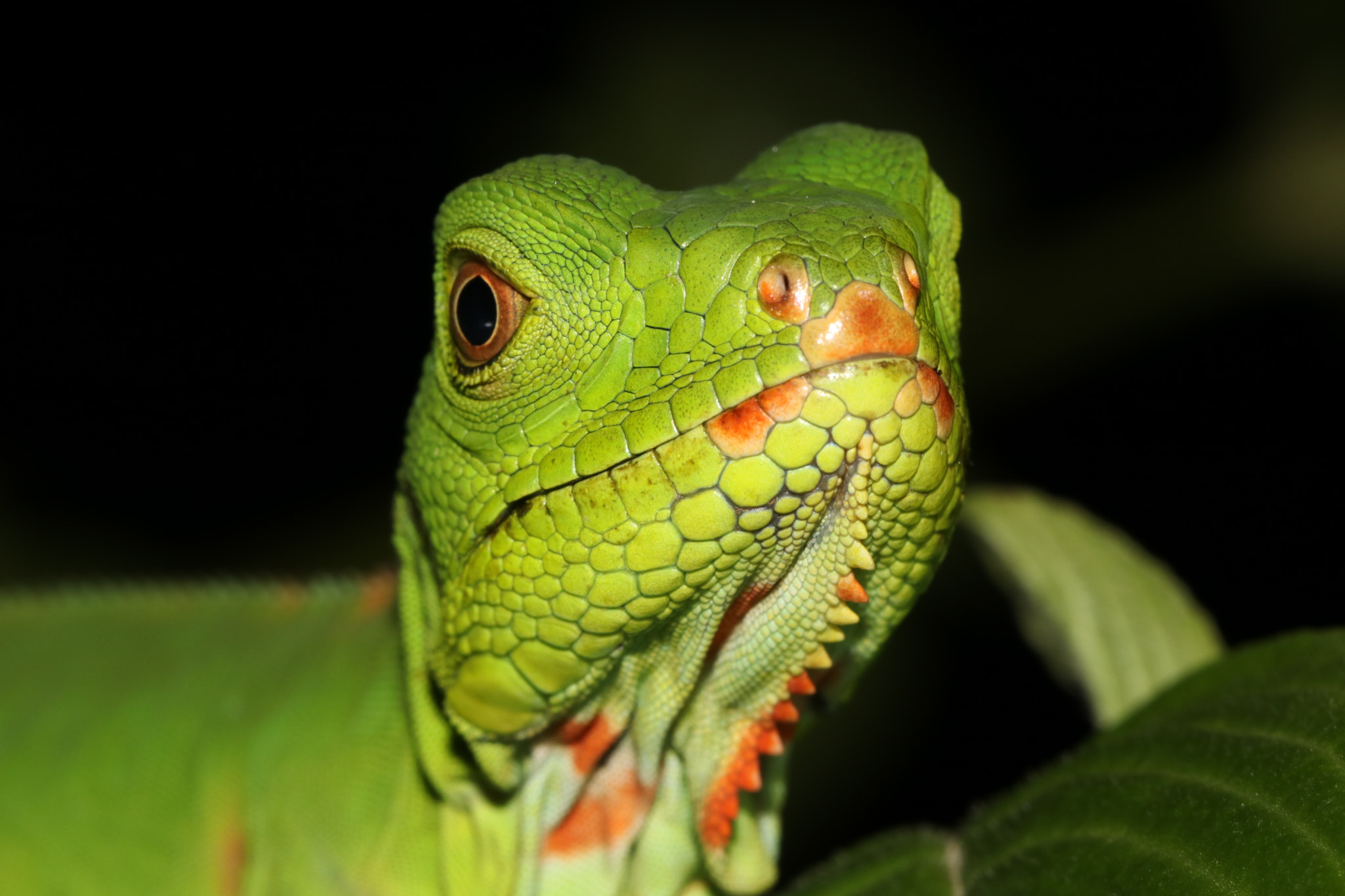 Canon EF 100mm F2.8L Macro IS USM sample photo. Img photography