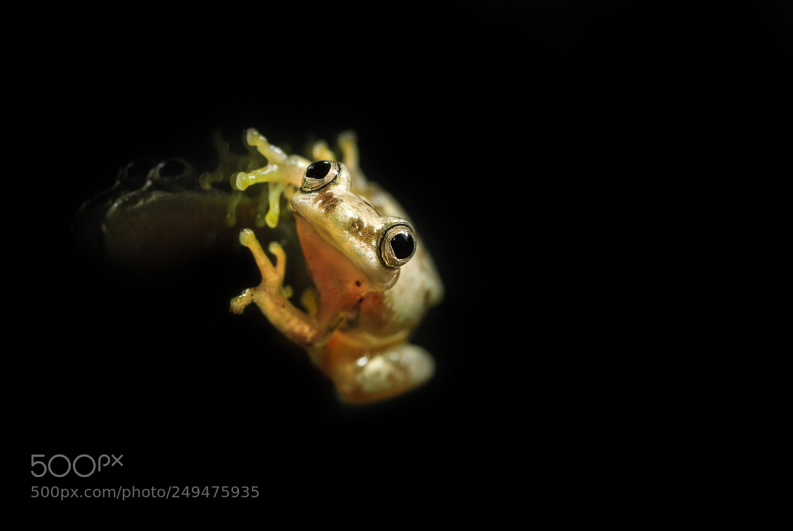 Nikon D80 sample photo. Big-eyed frog photography