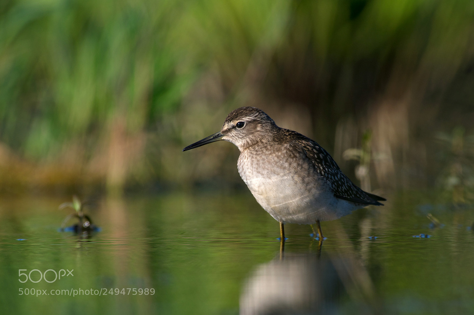 Pentax K-3 sample photo. The wood sandpiper photography