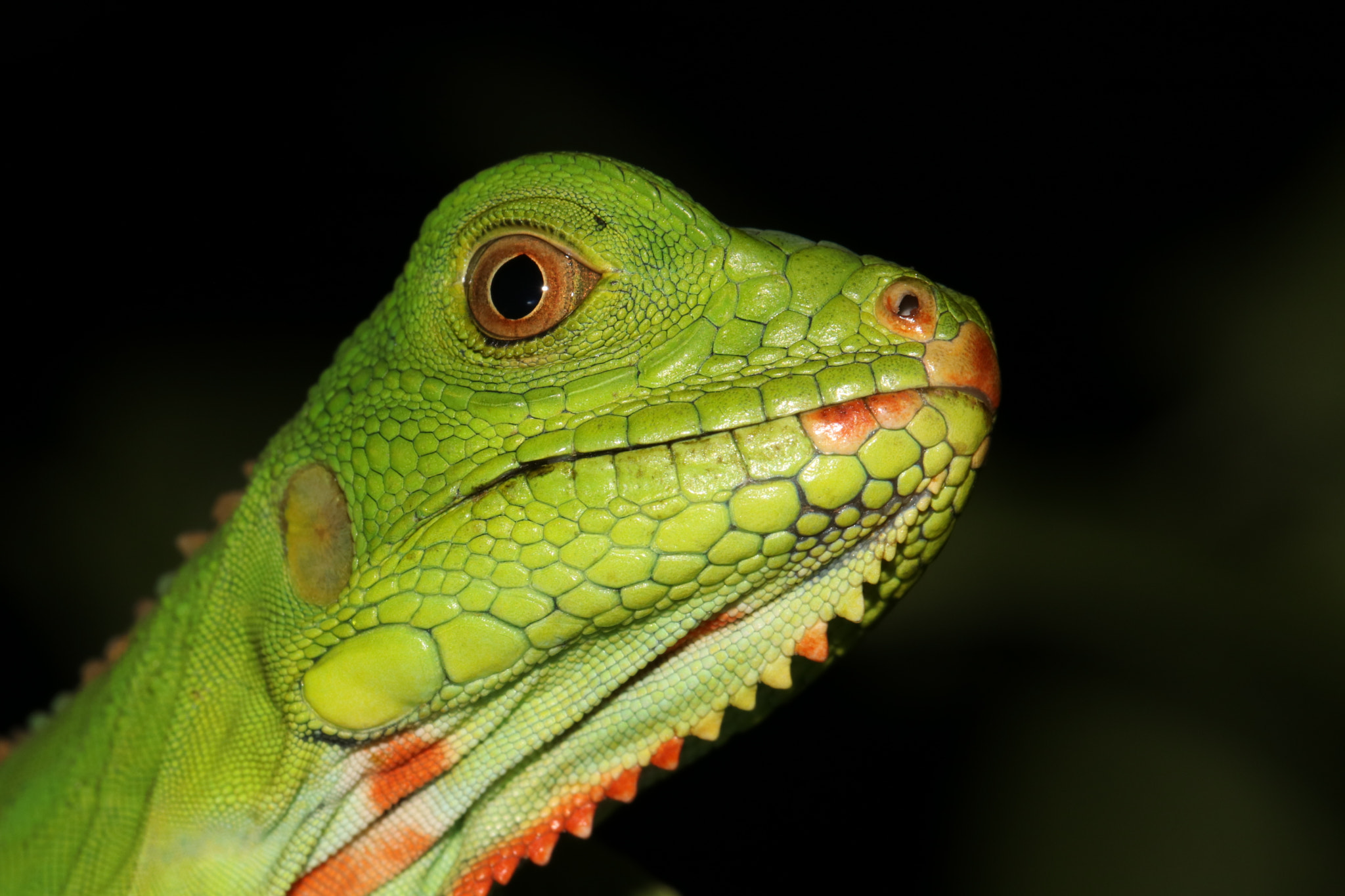 Canon EF 100mm F2.8L Macro IS USM sample photo. Img photography