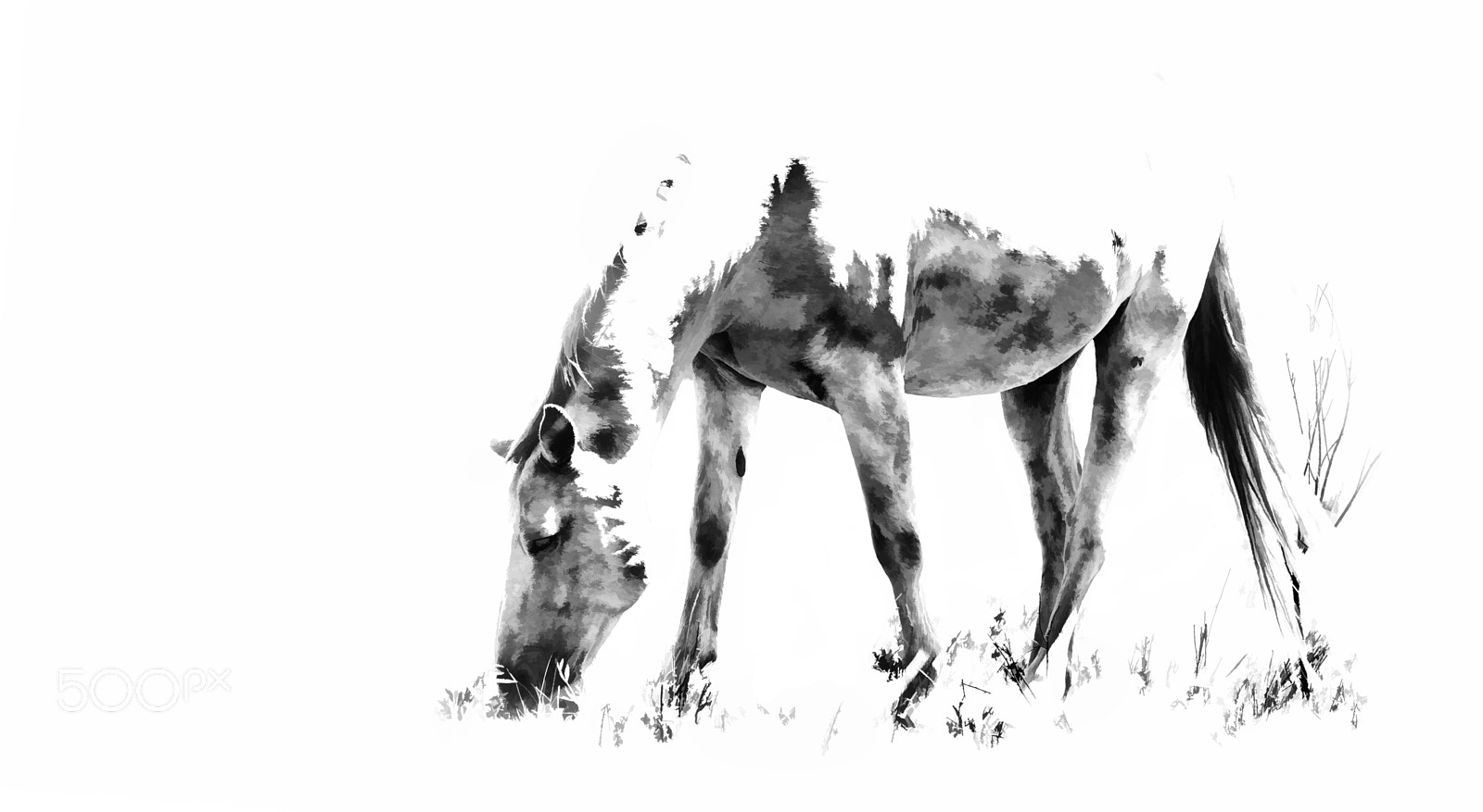 Canon EOS 7D Mark II sample photo. Horse grazing photography