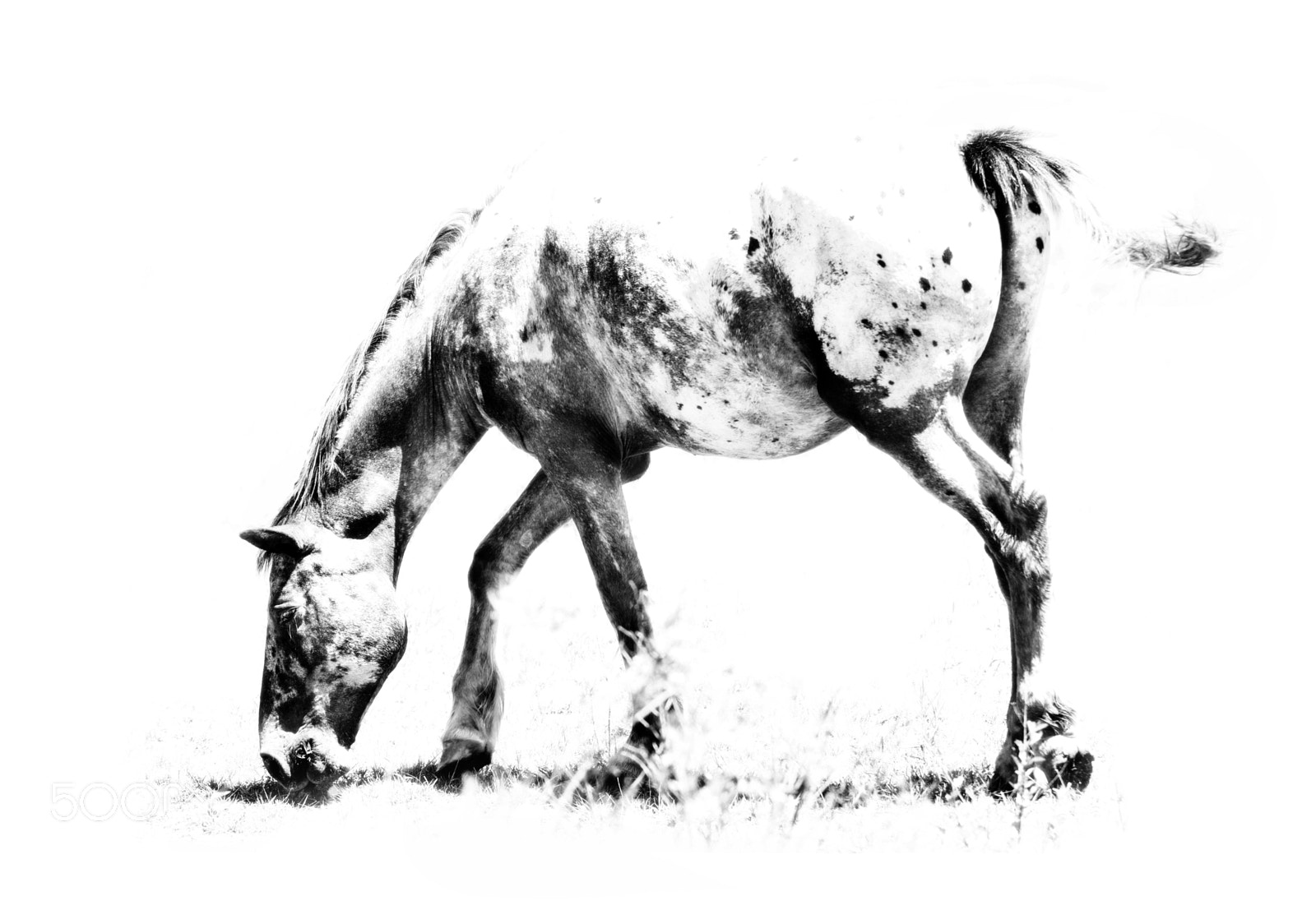 Canon EOS 7D Mark II sample photo. Horse grazing photography