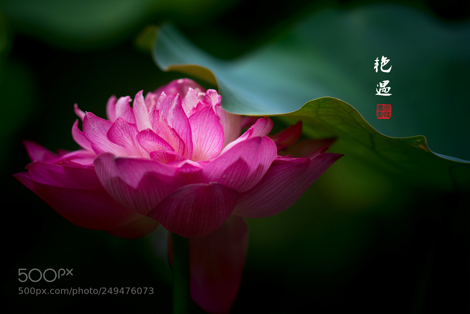 Canon EOS 60D sample photo. Untitled photography