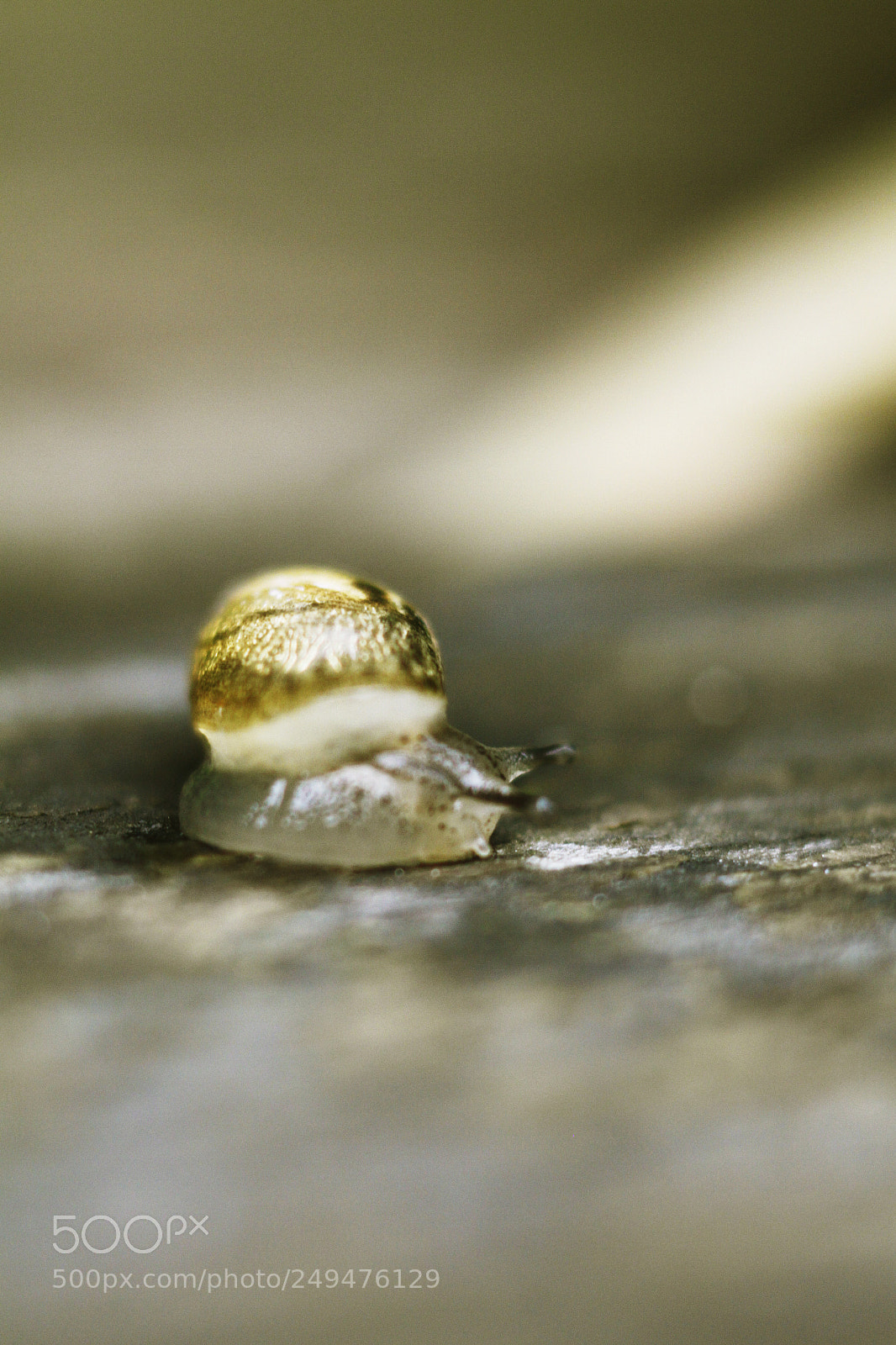 Canon EOS 50D sample photo. Snail photography
