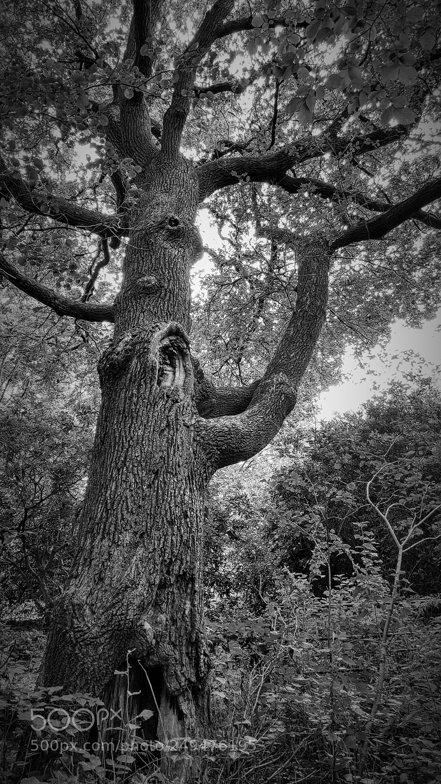 Samsung GALAXY S6 edge sample photo. Mighty tree bw photography
