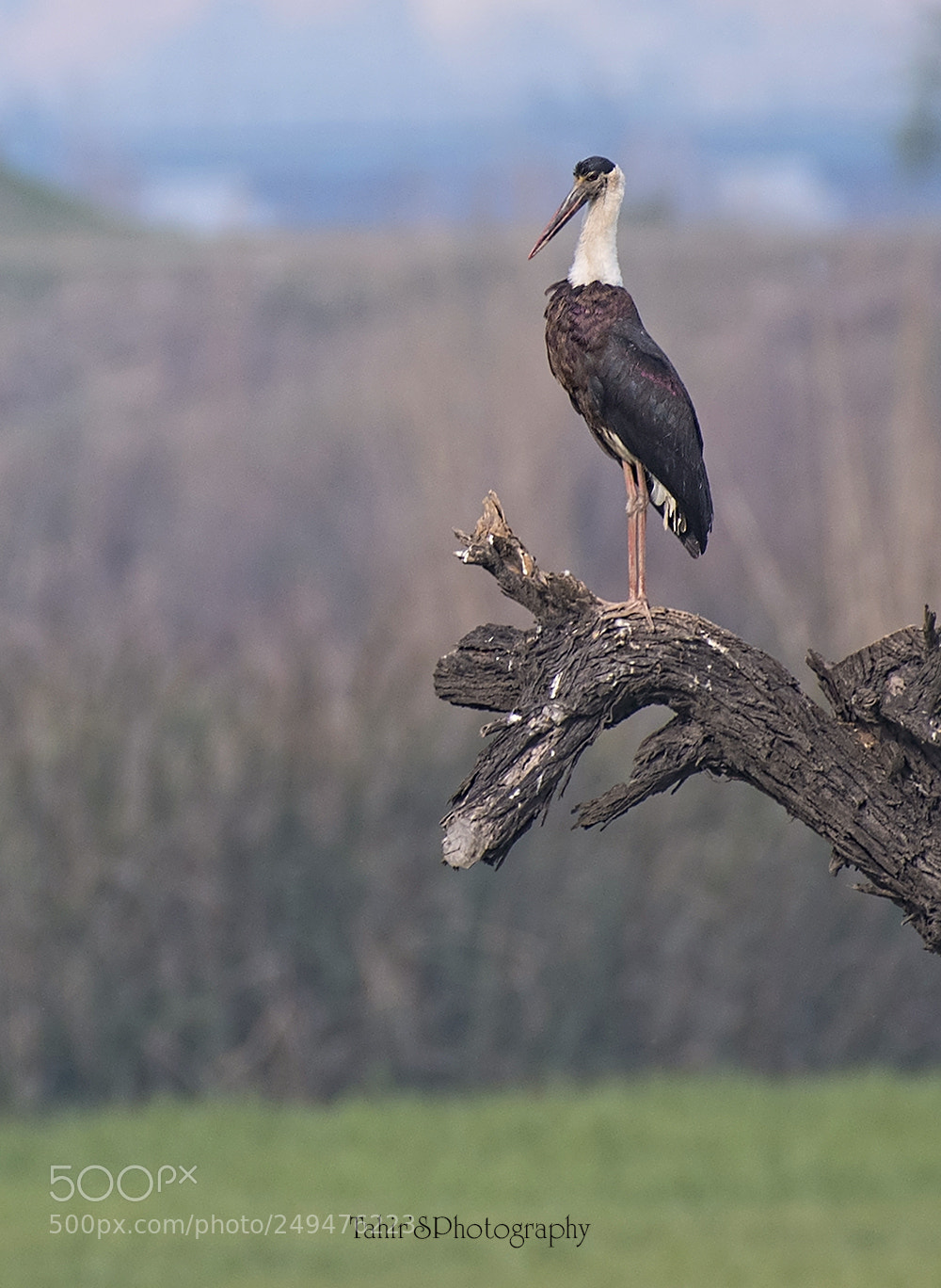 Nikon D500 sample photo. Woolly-necked stork photography