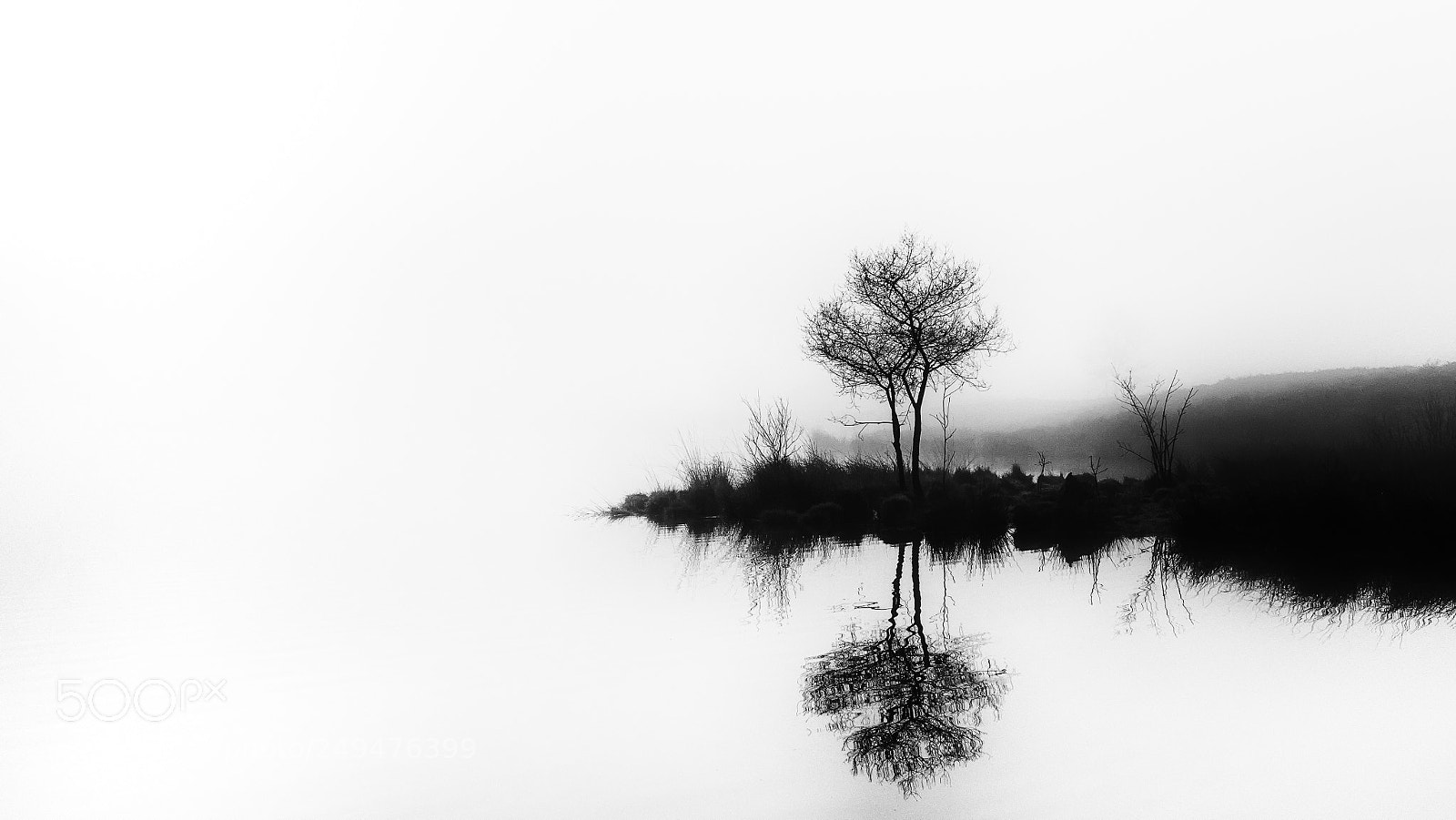 Olympus OM-D E-M1 Mark II sample photo. Twin trees photography