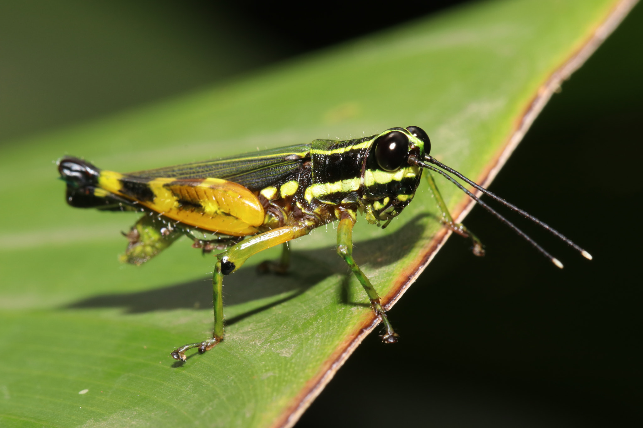Canon EF 100mm F2.8L Macro IS USM sample photo. Img photography