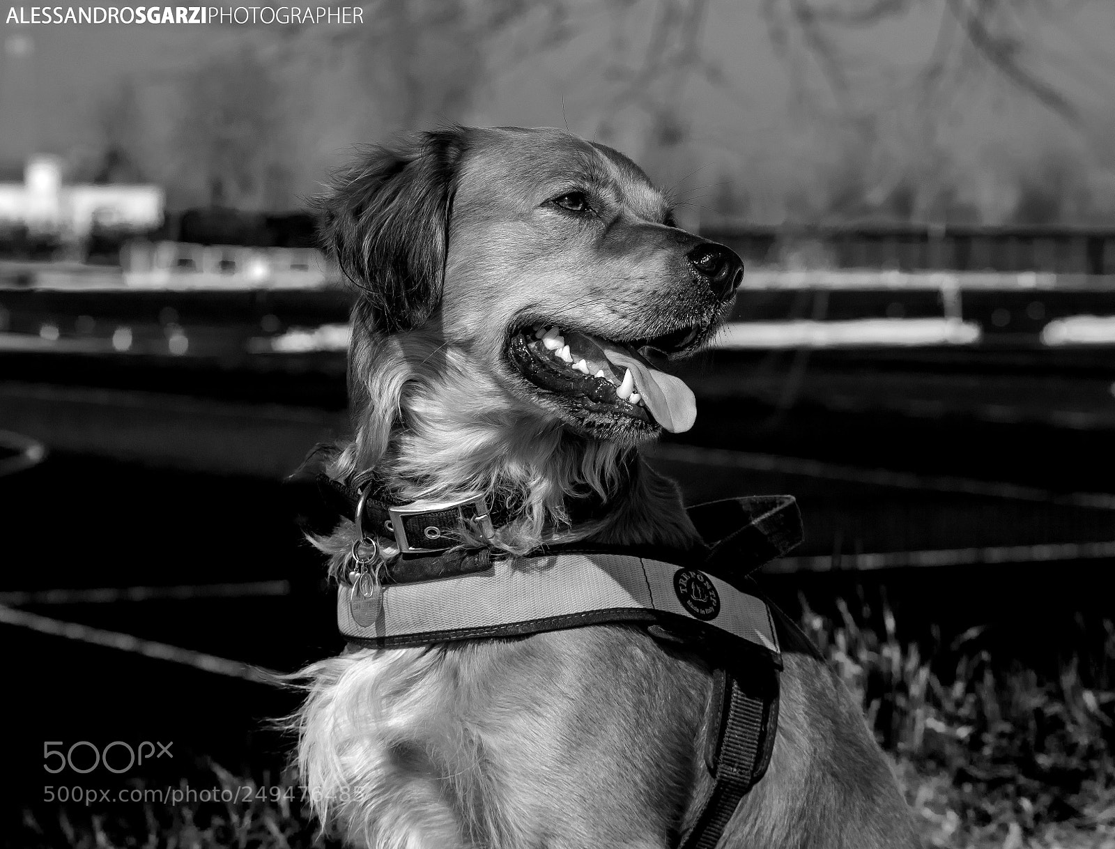 Nikon D5300 sample photo. Carlos photography