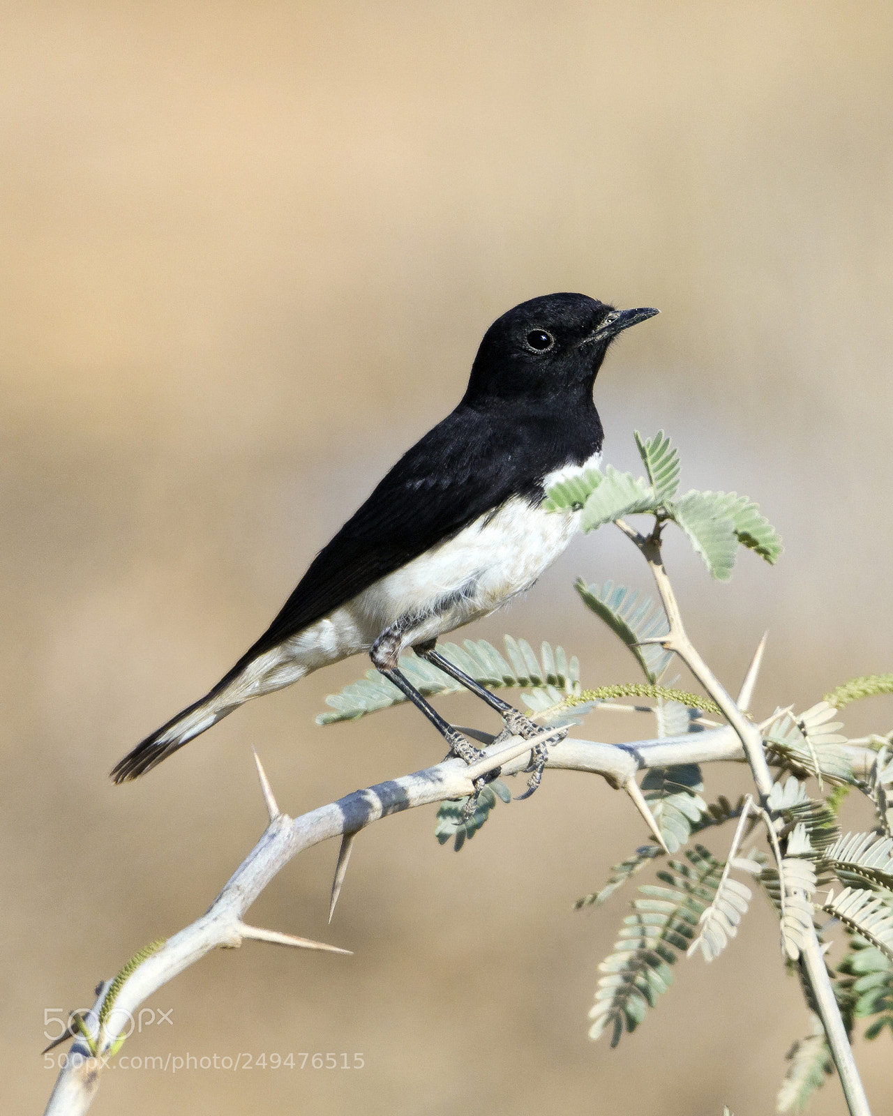 Canon EOS 7D Mark II sample photo. Variable wheatear photography