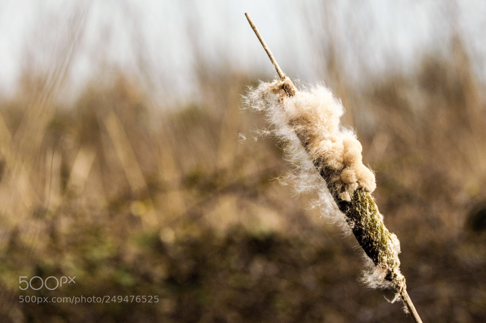 Nikon D3300 sample photo. Blowing in the wind photography
