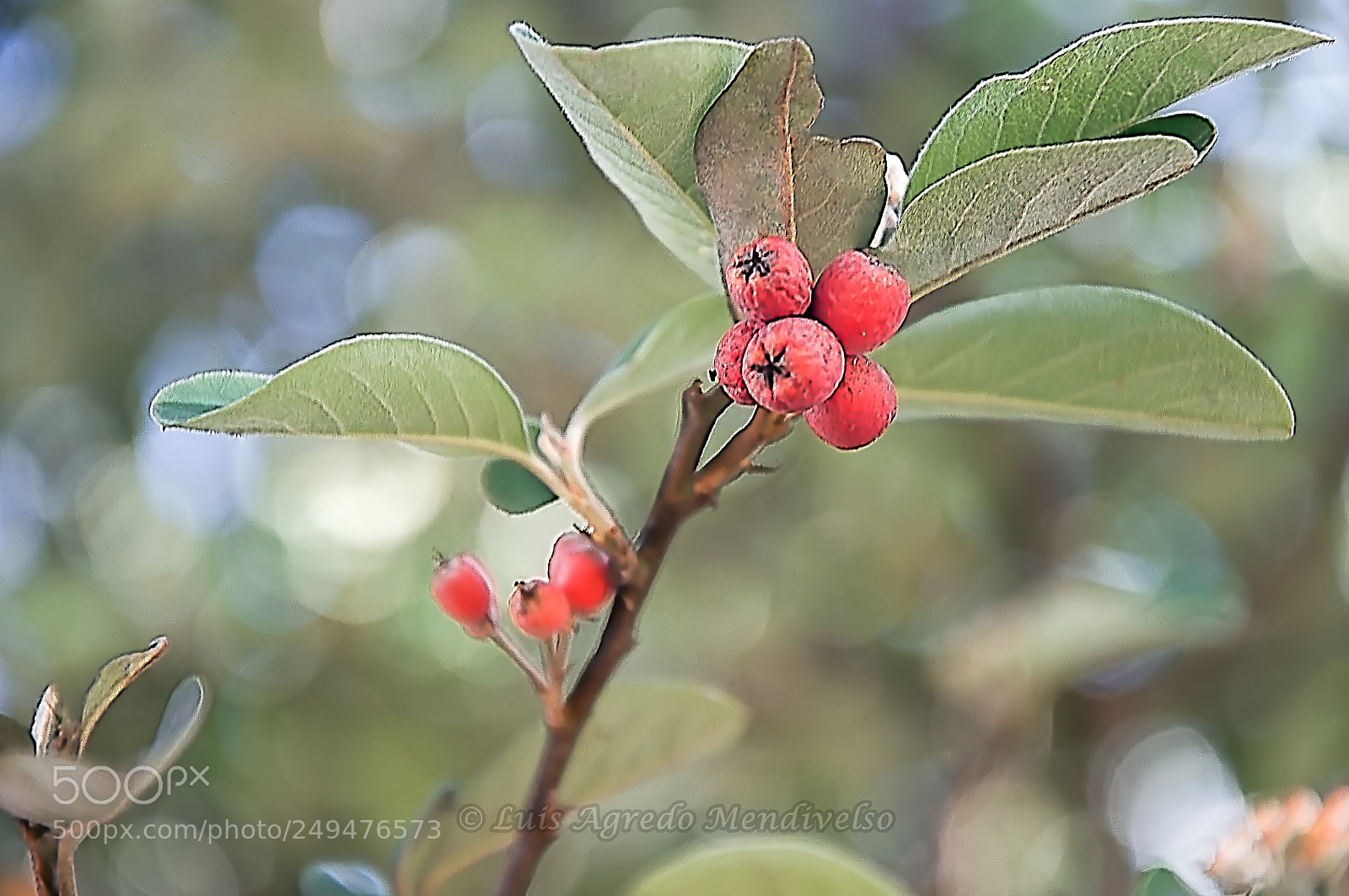 Nikon D90 sample photo. Pretty tree fruit photography