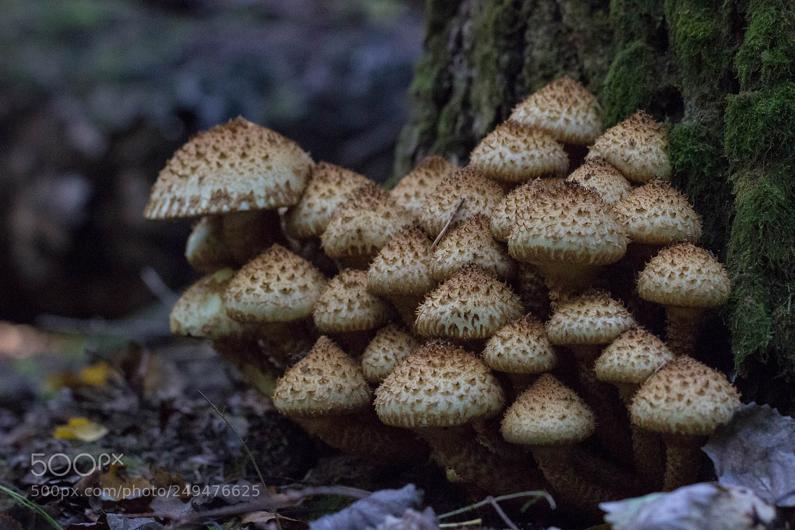 Canon EOS 600D (Rebel EOS T3i / EOS Kiss X5) sample photo. Pholiota aurivella photography