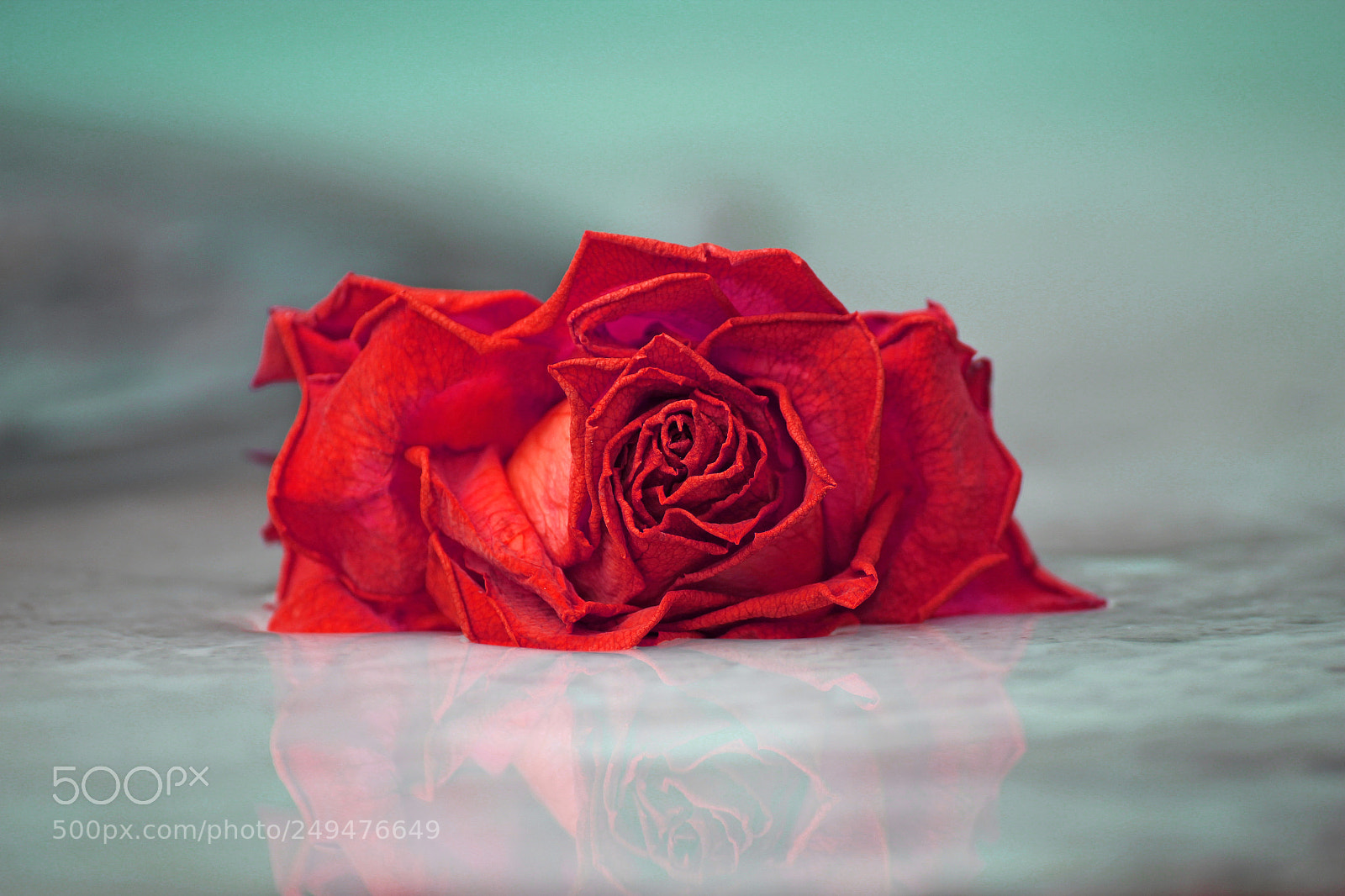 Canon EOS 600D (Rebel EOS T3i / EOS Kiss X5) sample photo. A rose for you! photography
