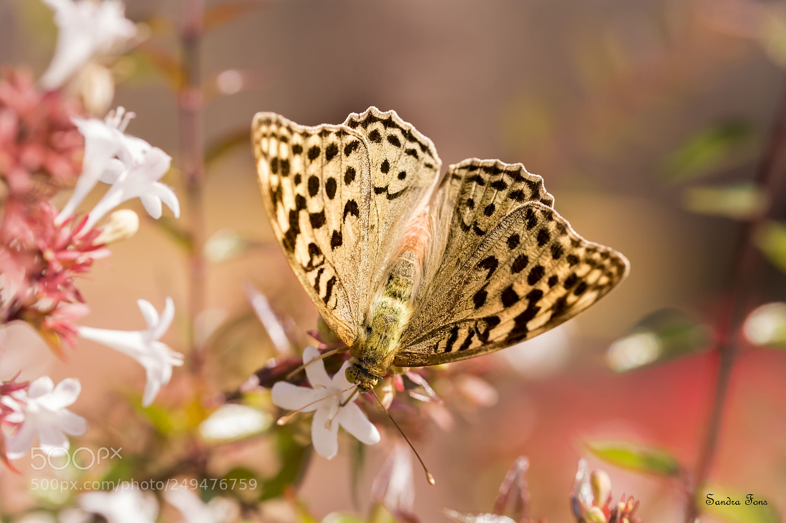 Nikon D7100 sample photo. Empezando a volar photography