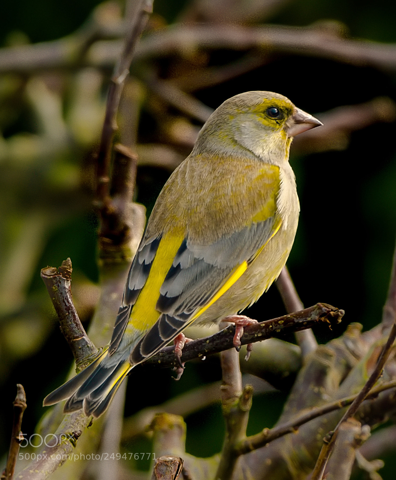 Nikon AF-S Nikkor 200-500mm F5.6E ED VR sample photo. Greenfinch in my apple photography