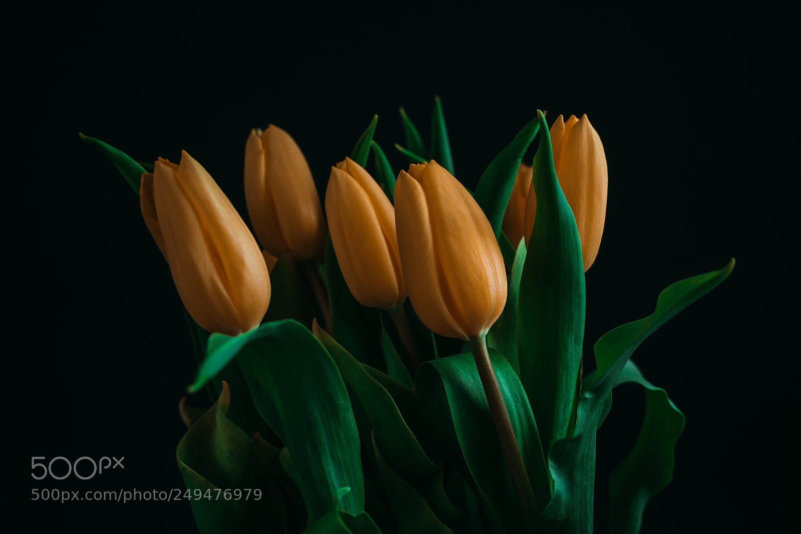 Sony a7 sample photo. Tulips photography