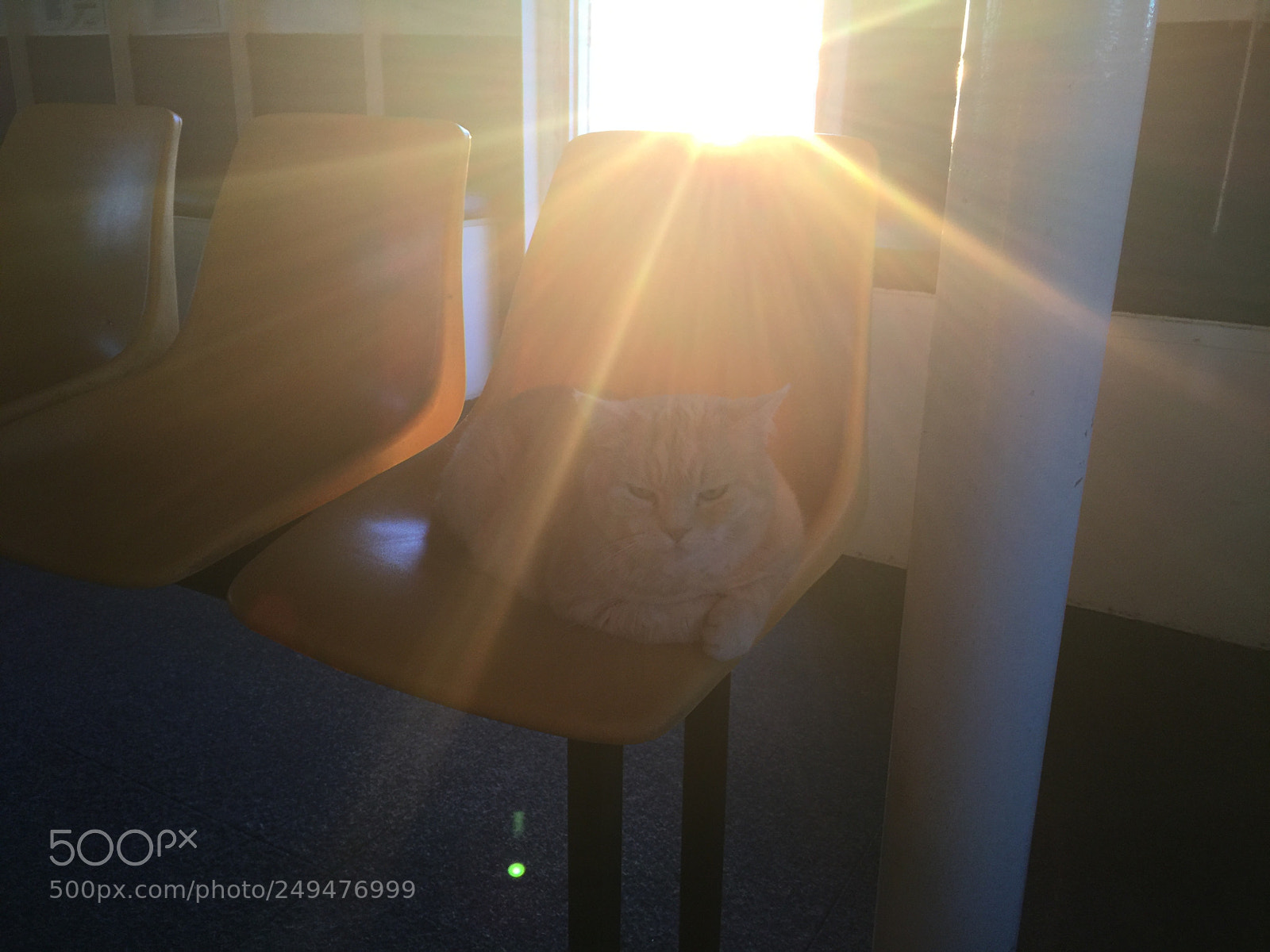 Apple iPhone 6 Plus sample photo. Just a cat on photography
