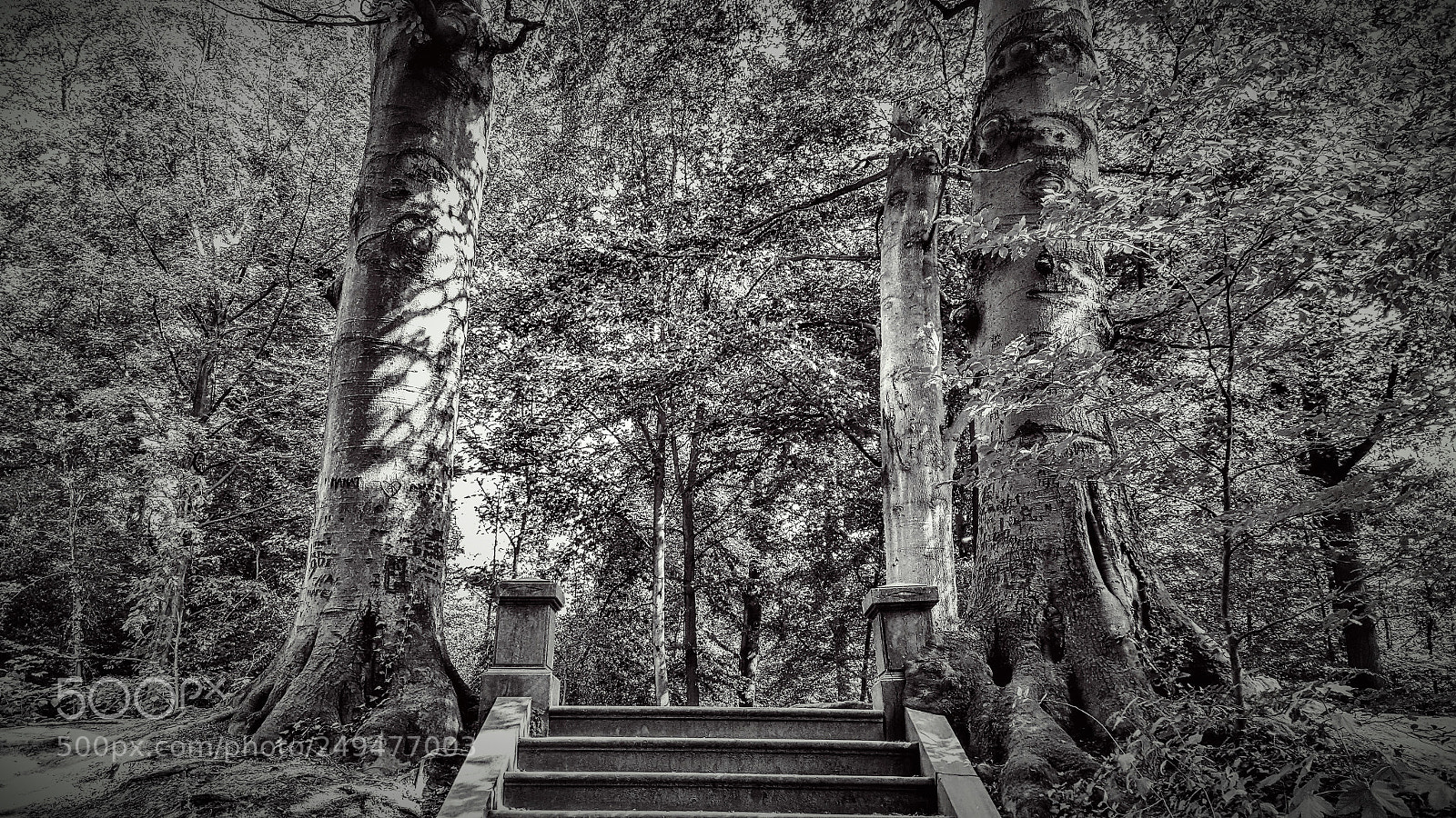 Samsung GALAXY S6 edge sample photo. Park with old trees photography