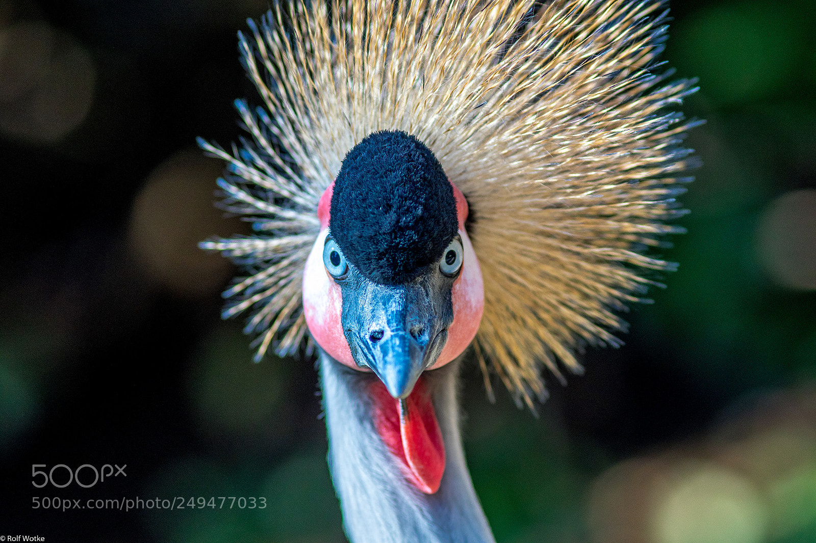 Canon EOS 7D Mark II sample photo. Kronenkranich photography