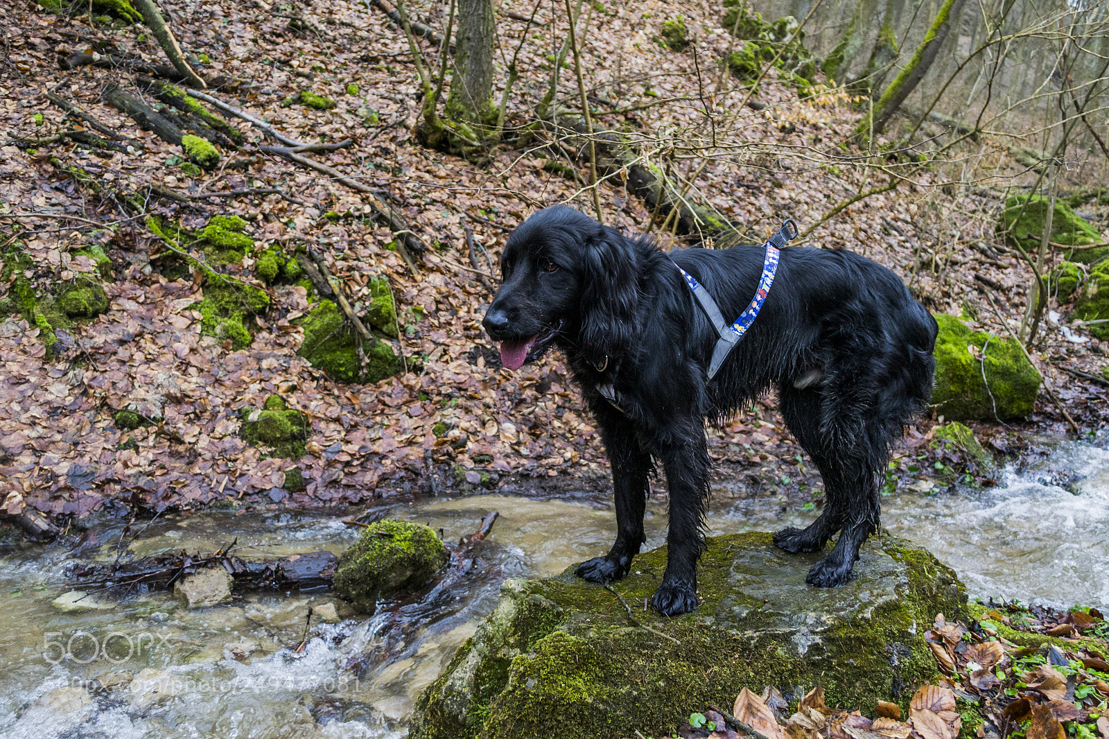Nikon D3100 sample photo. His face says it photography