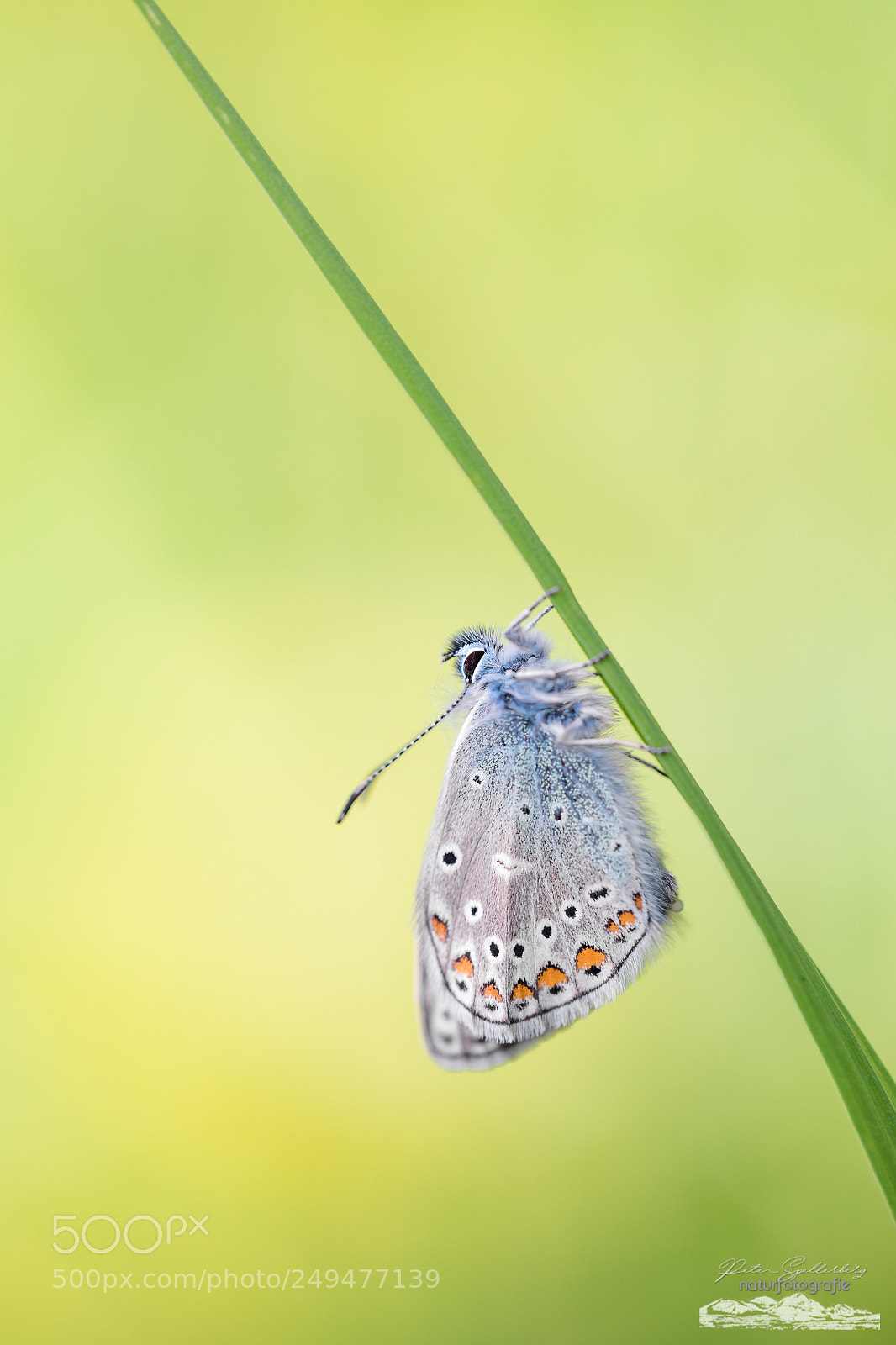 Canon EOS 5D Mark IV sample photo. Flying jewel photography