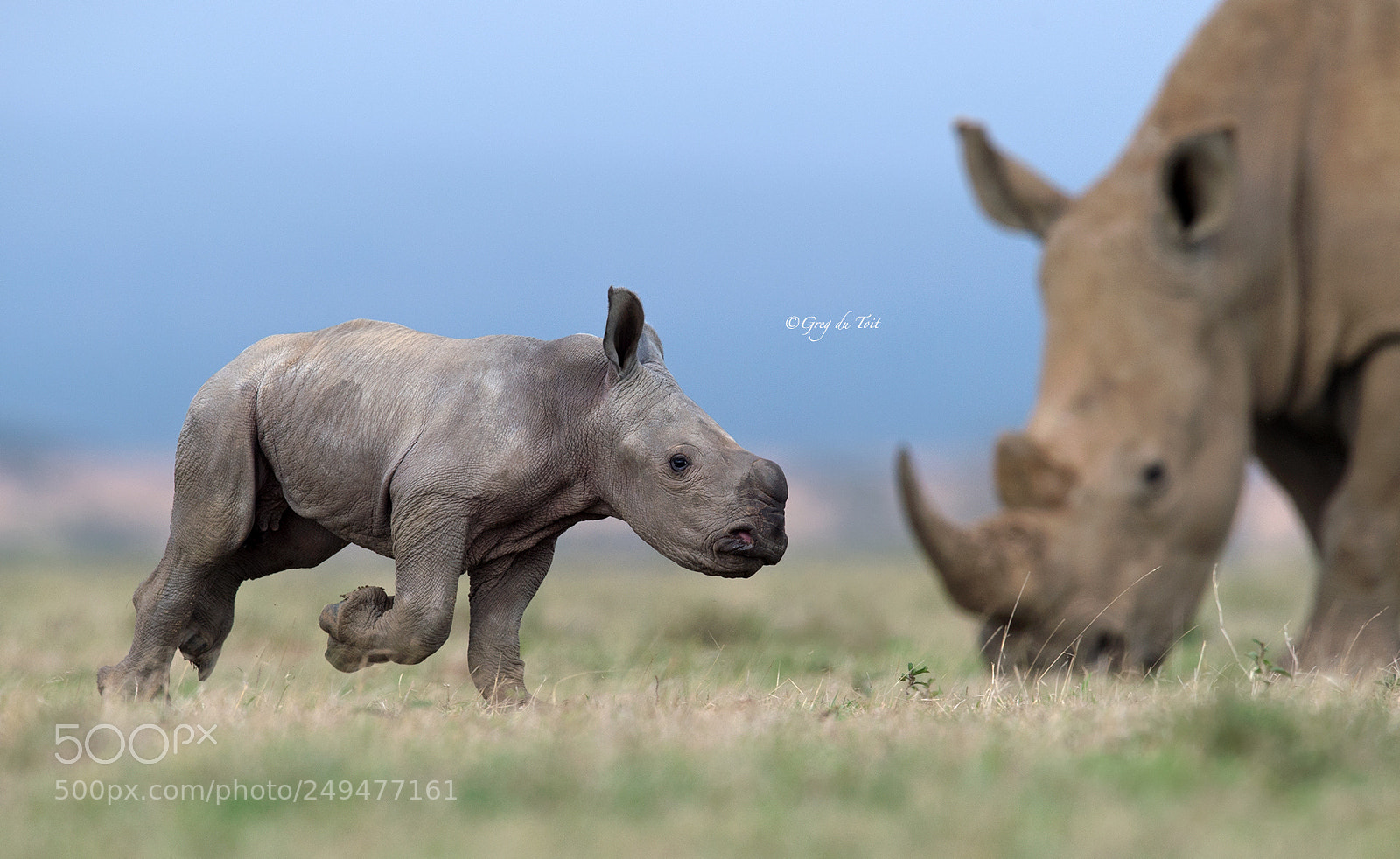 Nikon D4S sample photo. Rhino calf and mom 2 photography