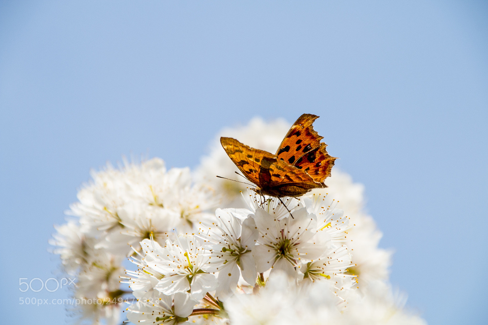 Canon EOS 70D sample photo. 2339.jpg photography