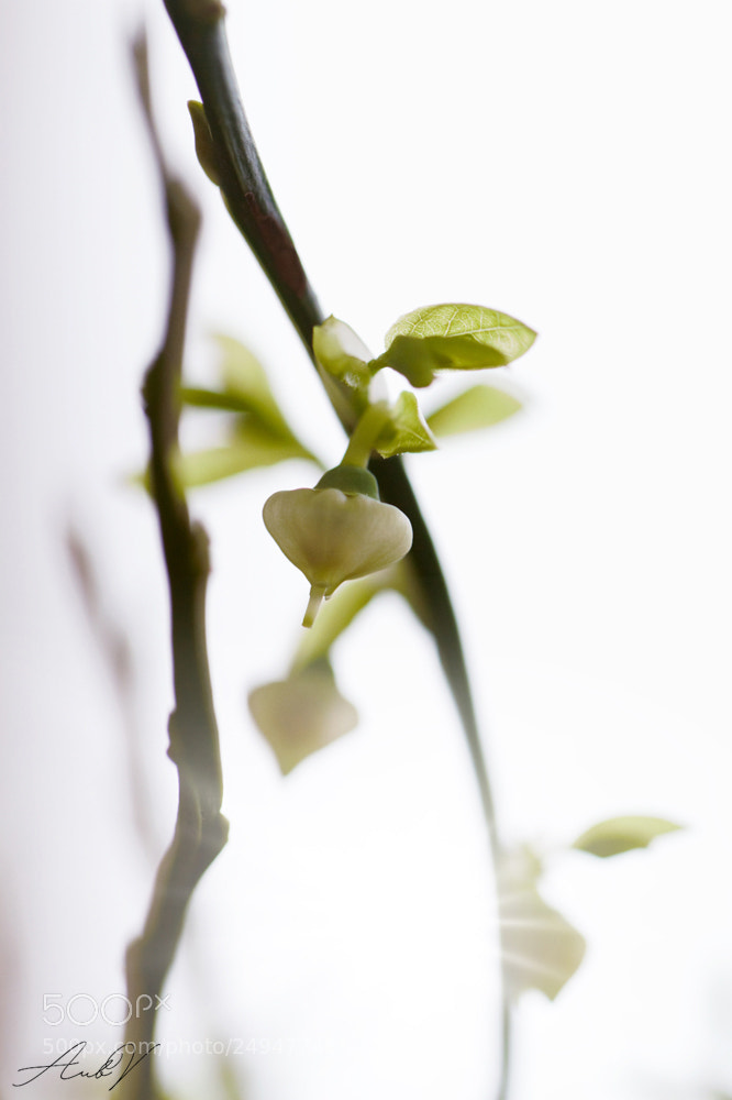 Canon EOS 7D sample photo. Finesse photography