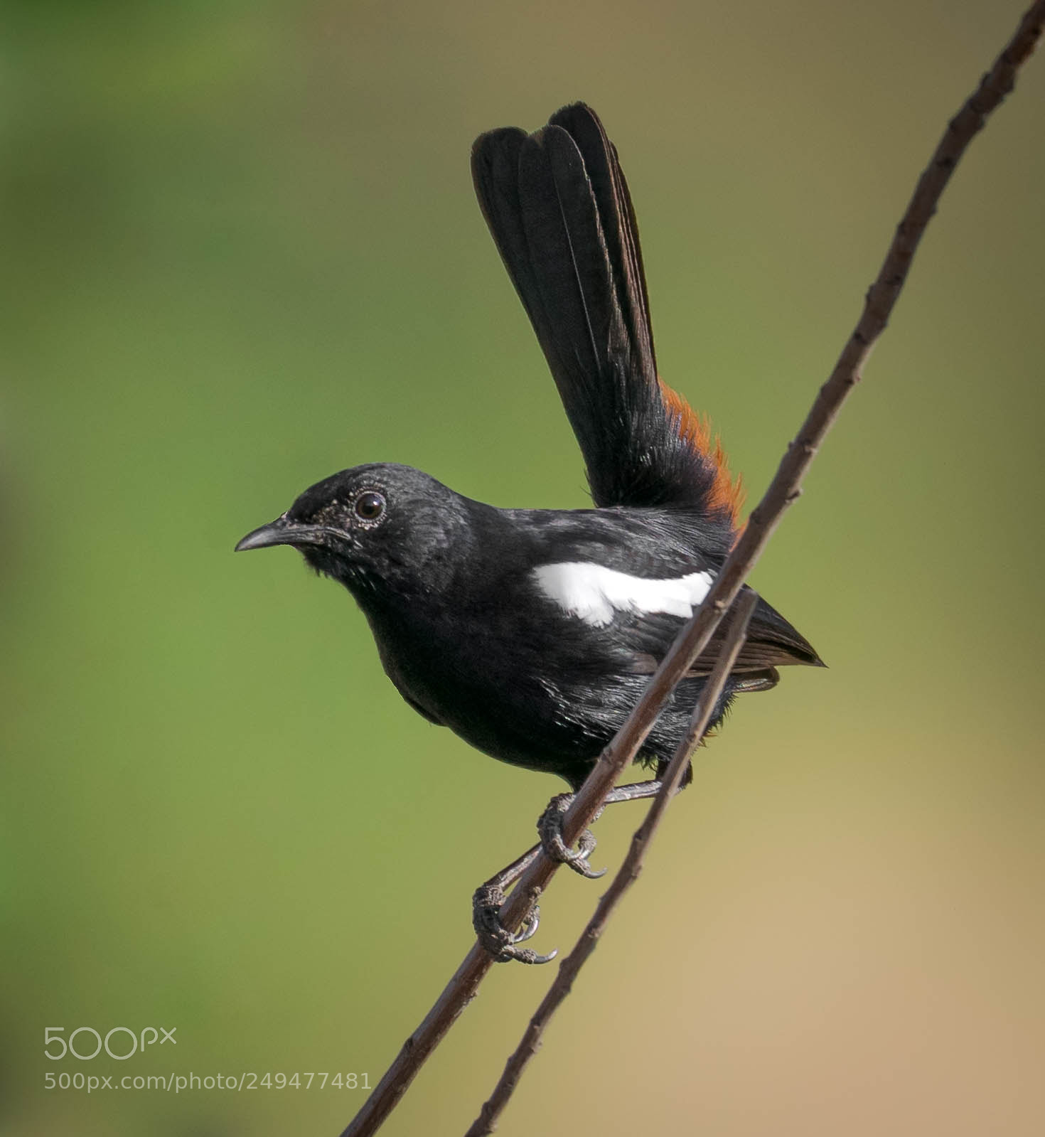 Nikon D5300 sample photo. Indian robin photography