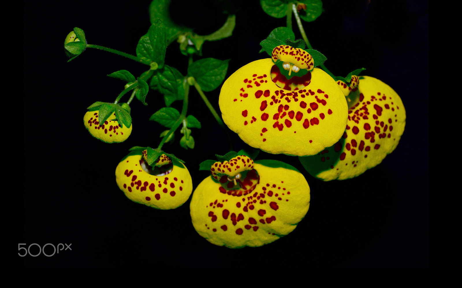 Nikon D3200 sample photo. * calceolaria #2 * photography