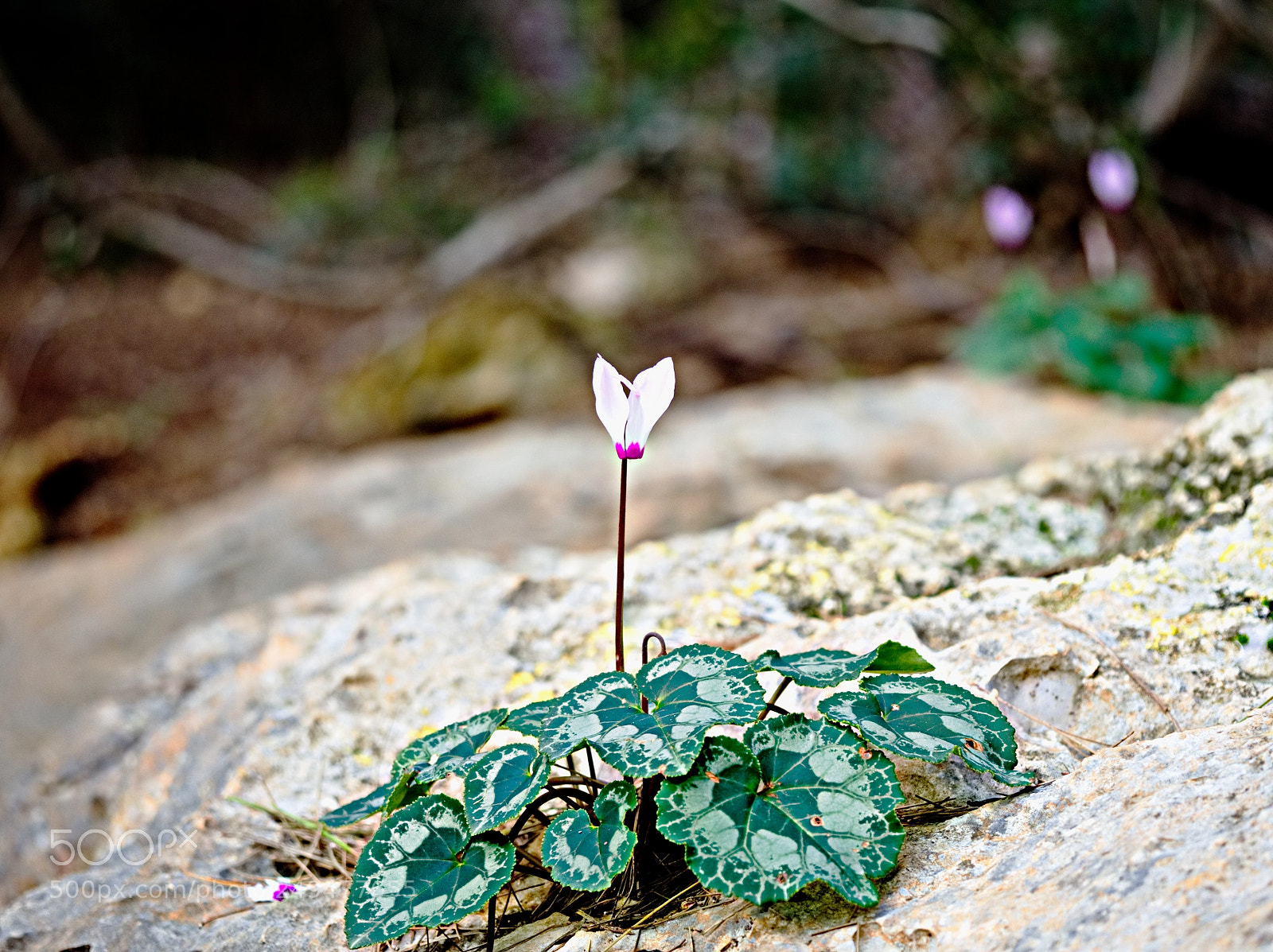 Olympus OM-D E-M10 II sample photo. Flower on a botanical photography