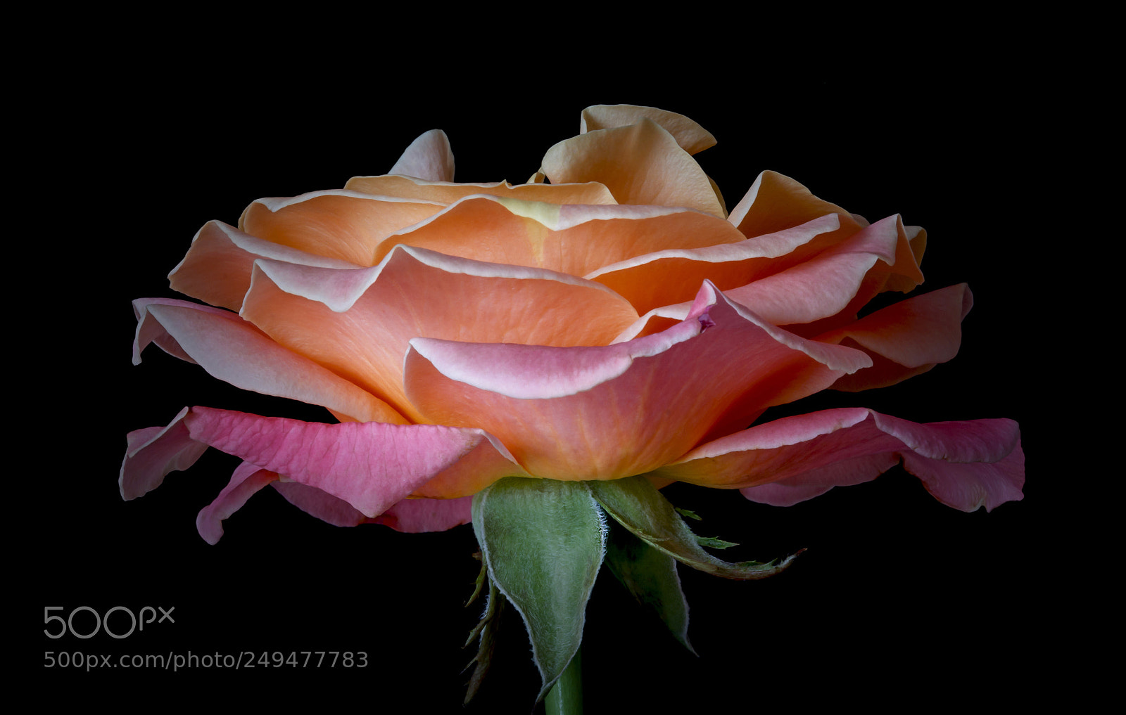 Canon EOS 60D sample photo. Beautiful tones photography