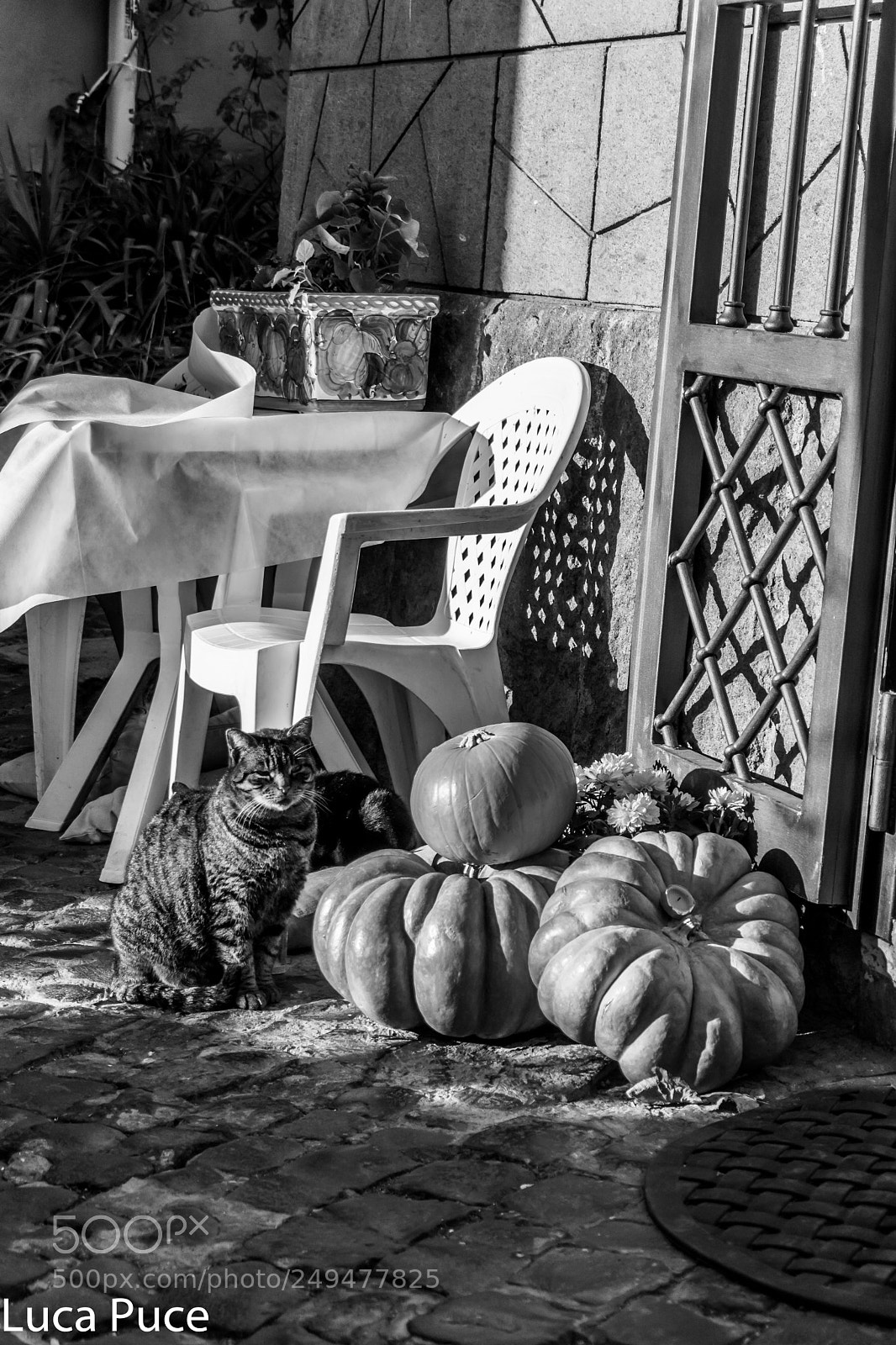 Sony a6000 sample photo. Cat and pumpkins photography