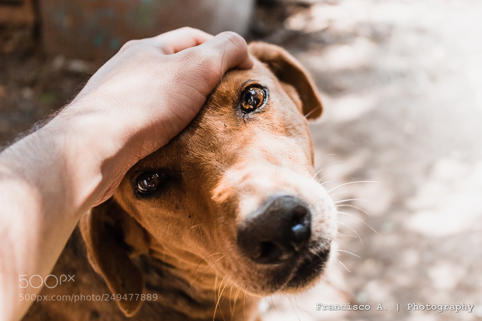 Canon EOS 750D (EOS Rebel T6i / EOS Kiss X8i) sample photo. Dog photography