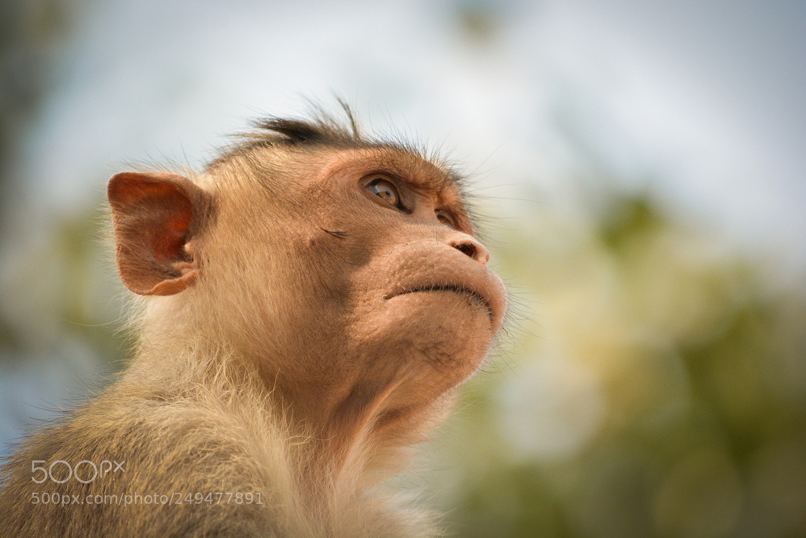 Nikon D5200 sample photo. Portrait of bonnet macaque photography