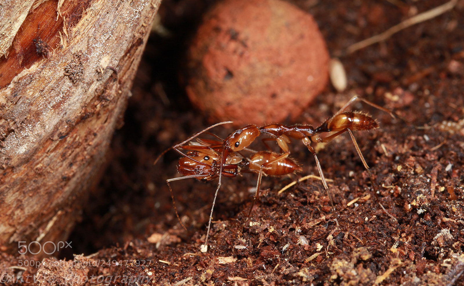 Canon EF-S 60mm F2.8 Macro USM sample photo. Odontomachus hastatus photography
