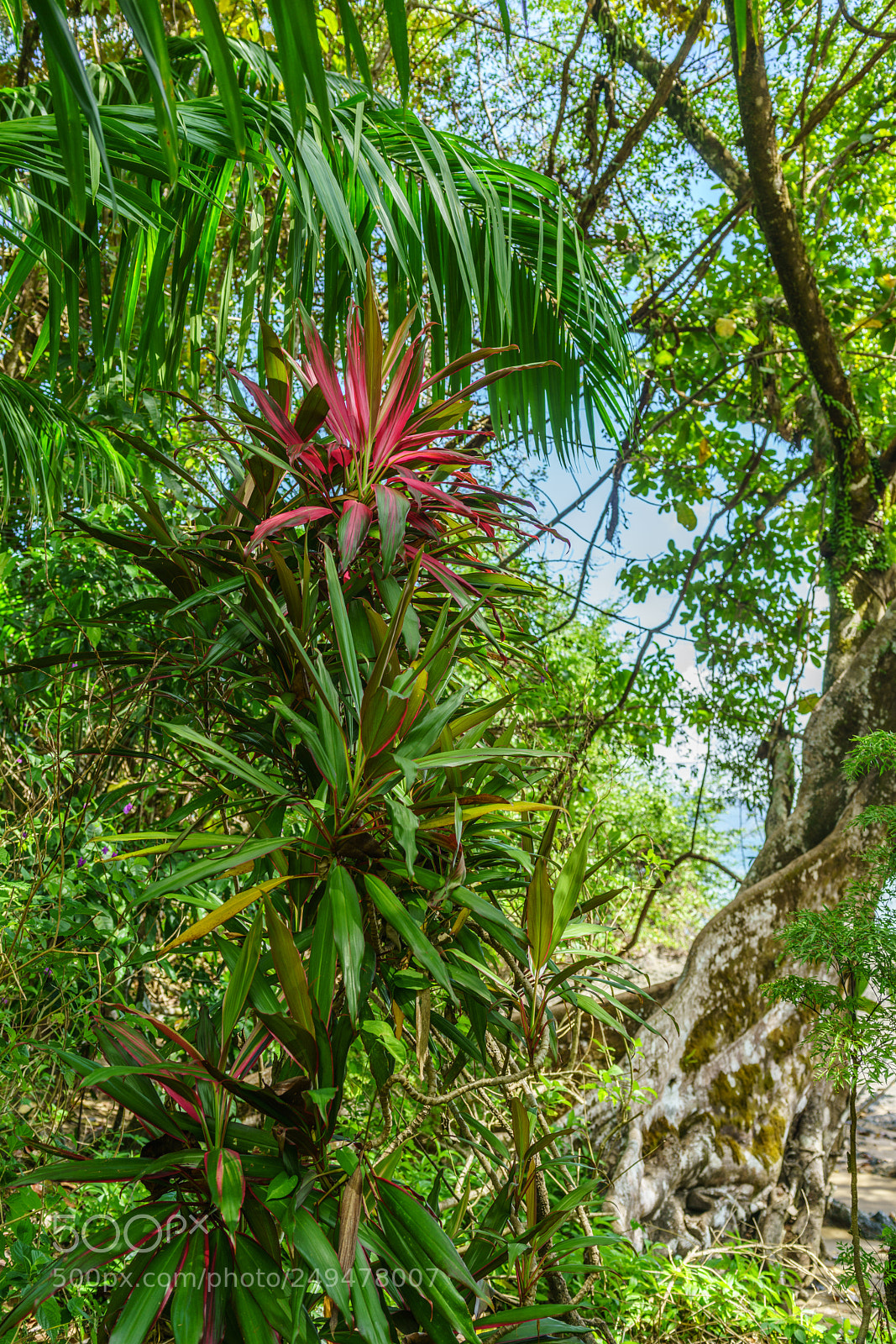 Sony a7R II sample photo. Red photography