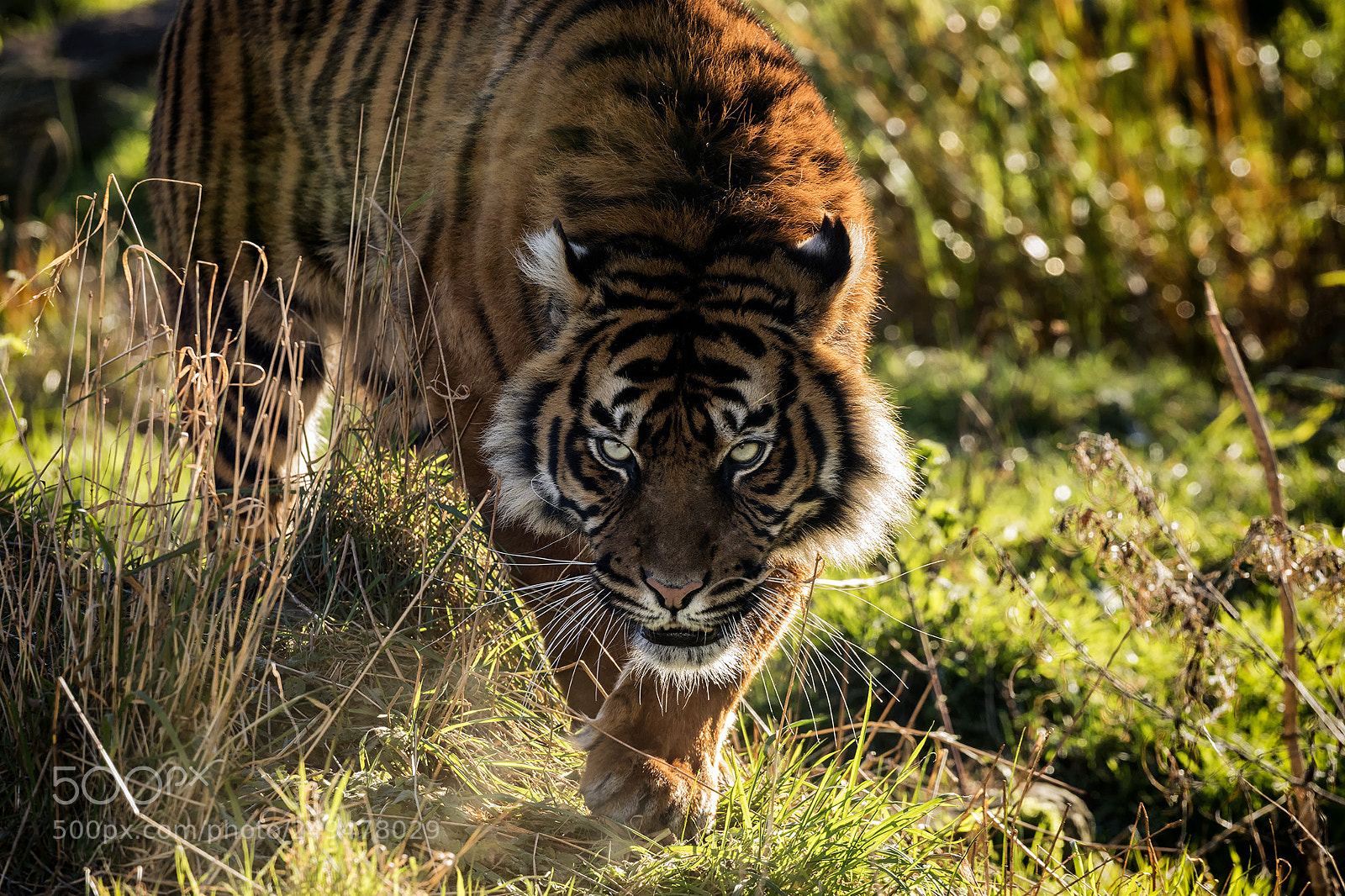 Canon EOS 5D Mark IV sample photo. Tiger tigerzoo photography
