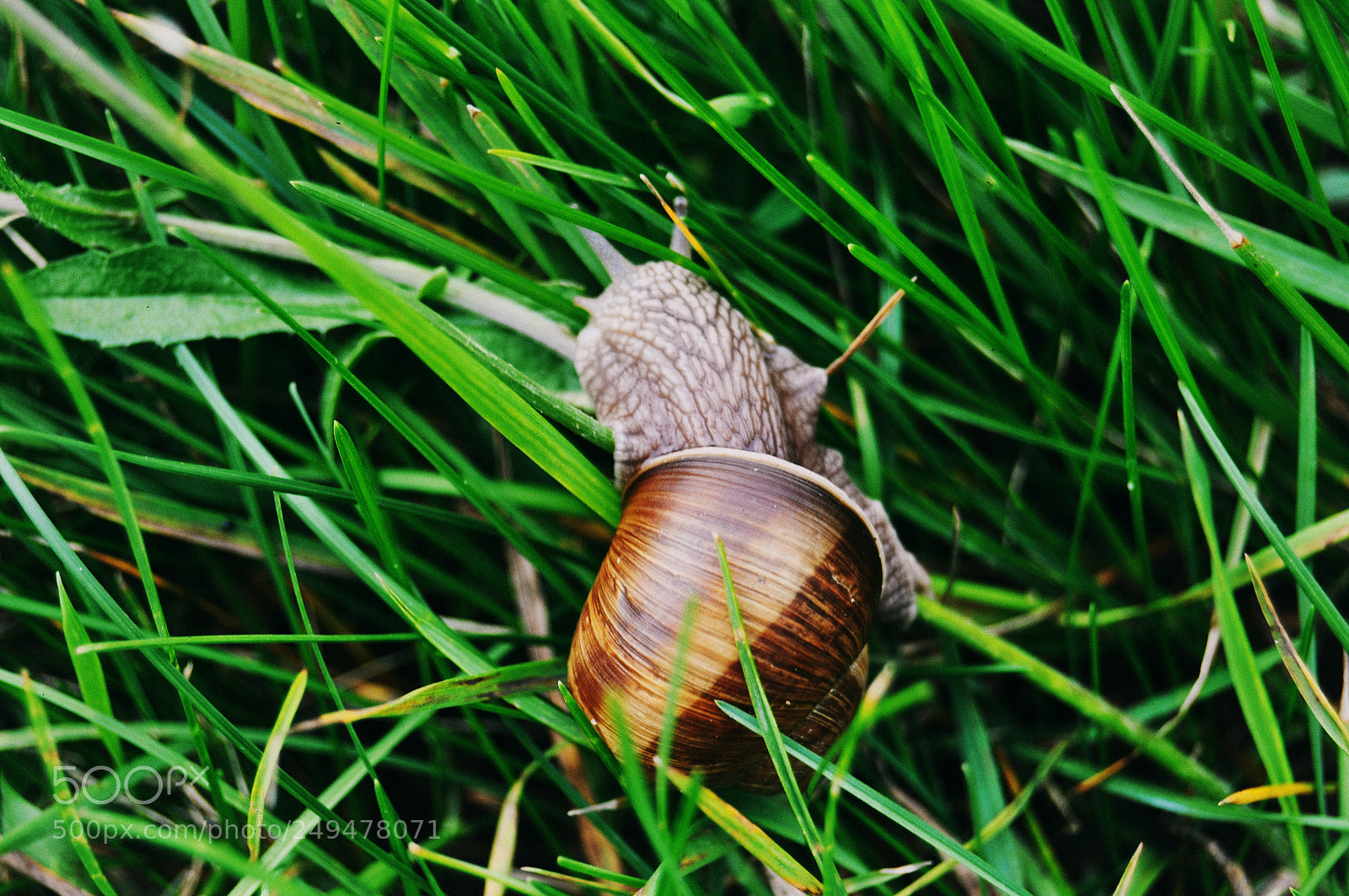 Nikon D90 sample photo. Snail photography