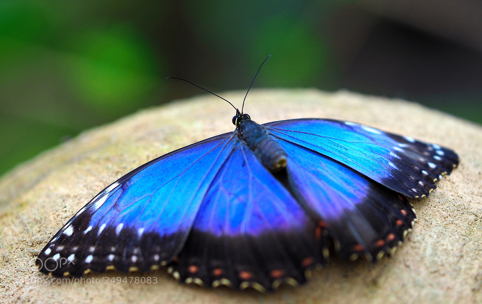 Olympus OM-D E-M1 Mark II sample photo. Sunbath photography