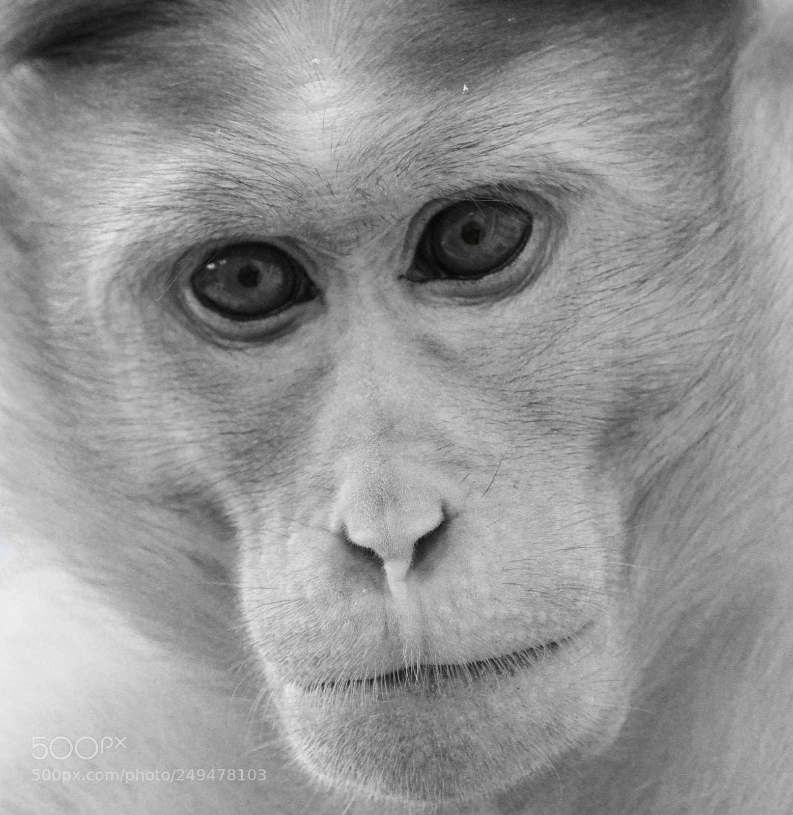 Nikon D5200 sample photo. Monochrome side portrait of photography