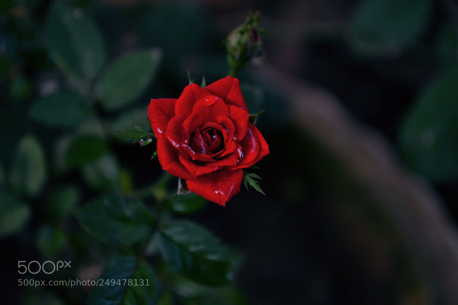 Nikon D3100 sample photo. Cherry rose photography
