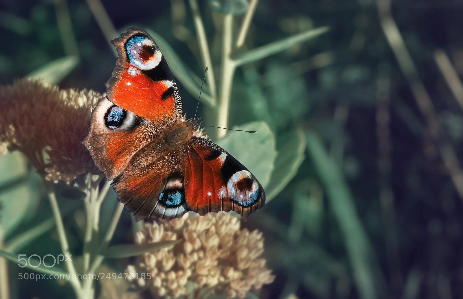 Olympus OM-D E-M5 II sample photo. Peacock eye butterfly photography