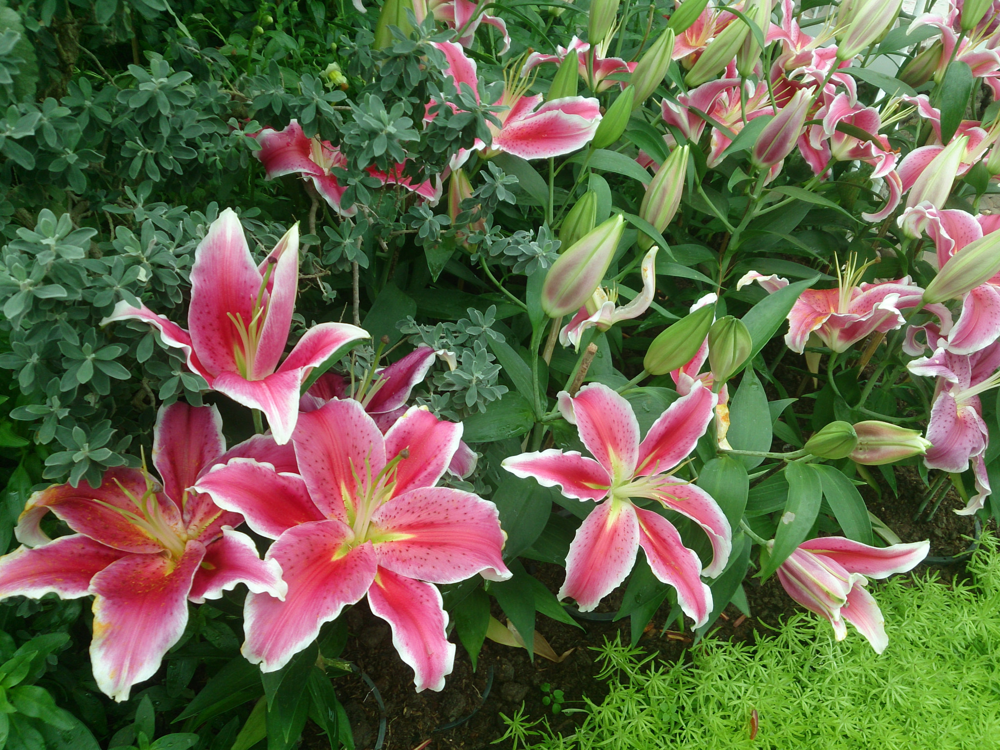 Sony Xperia Z sample photo. Lily, chiang mai thailand photography