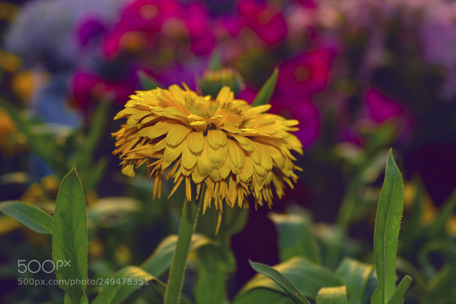 Nikon D3100 sample photo. Flowers photography