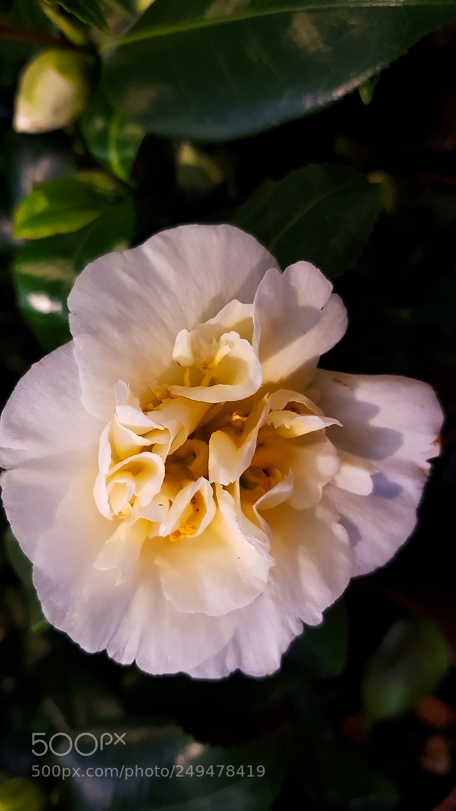 Samsung Galaxy S8 sample photo. A white camellia japonica. photography