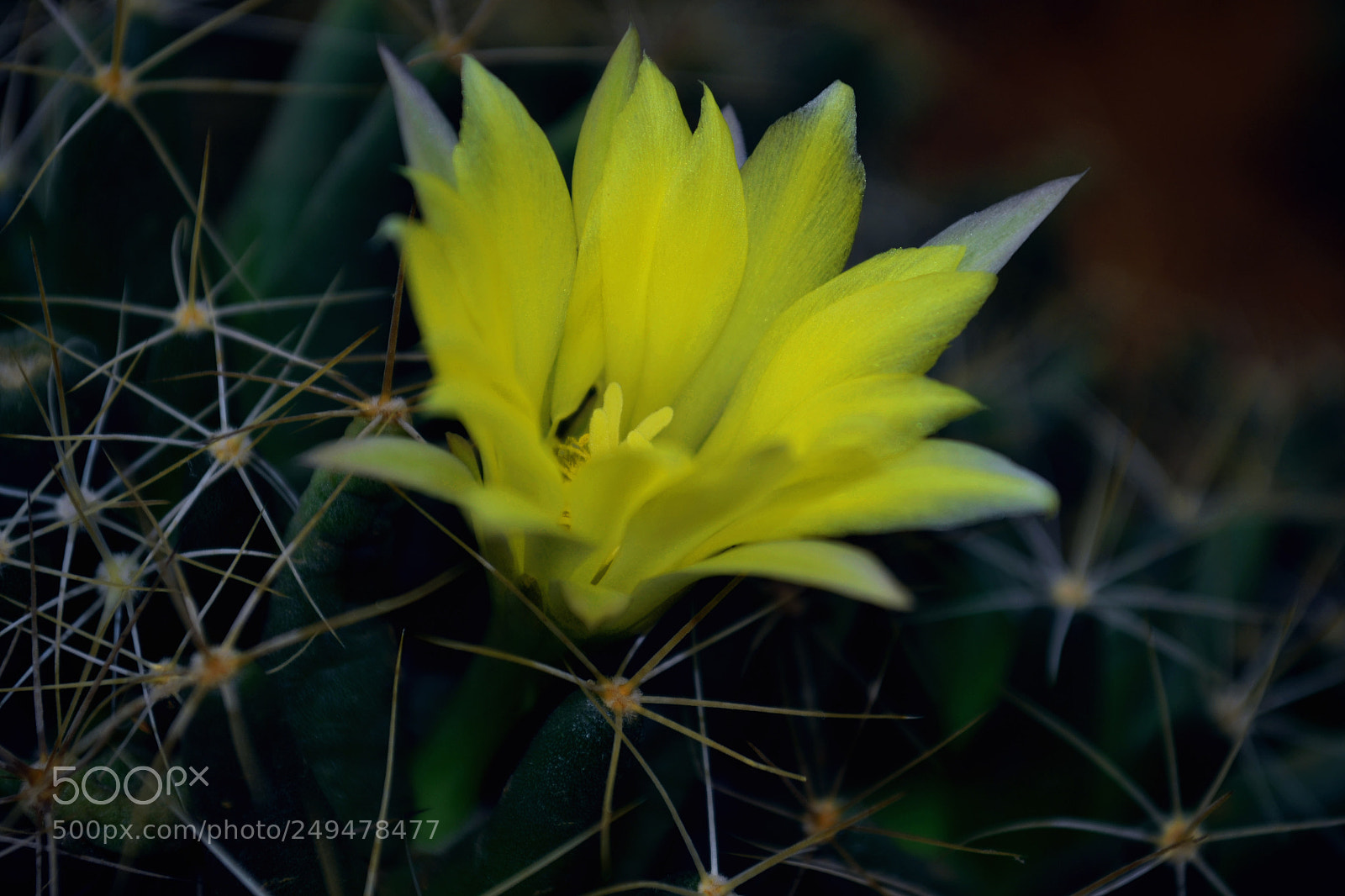 Nikon D3100 sample photo. Yellow flower photography