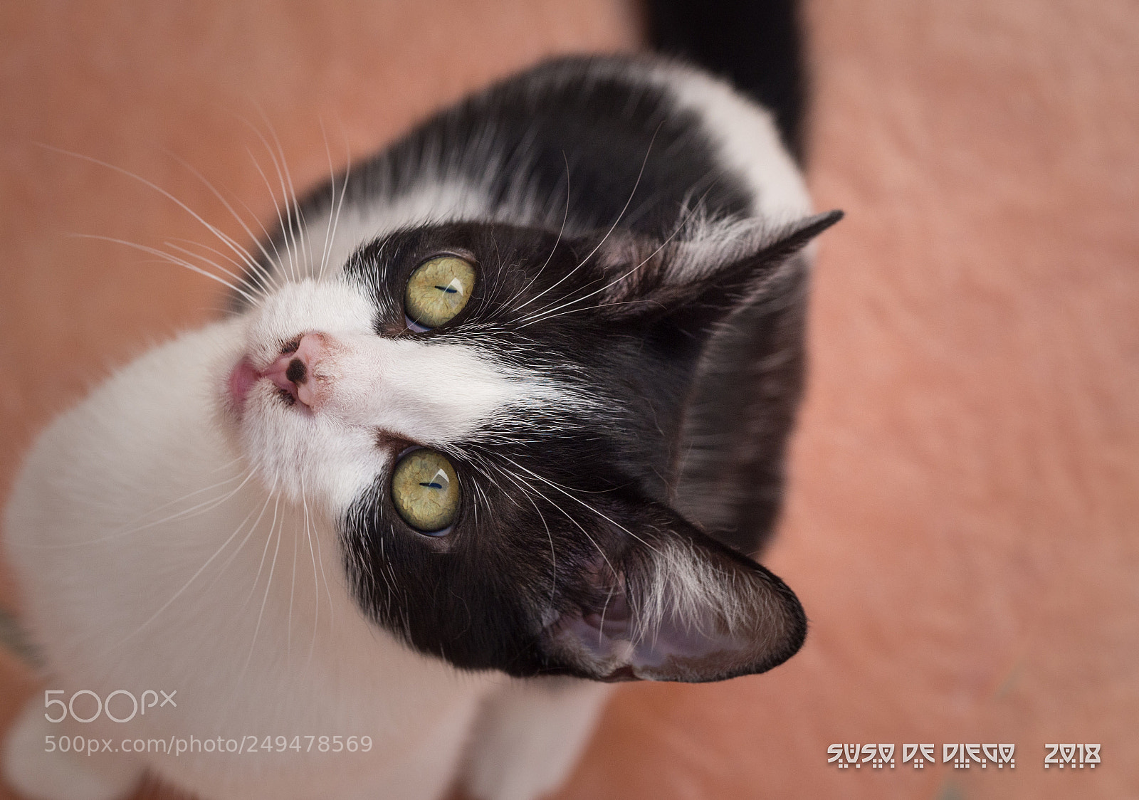 Olympus OM-D E-M10 II sample photo. Yoda photography