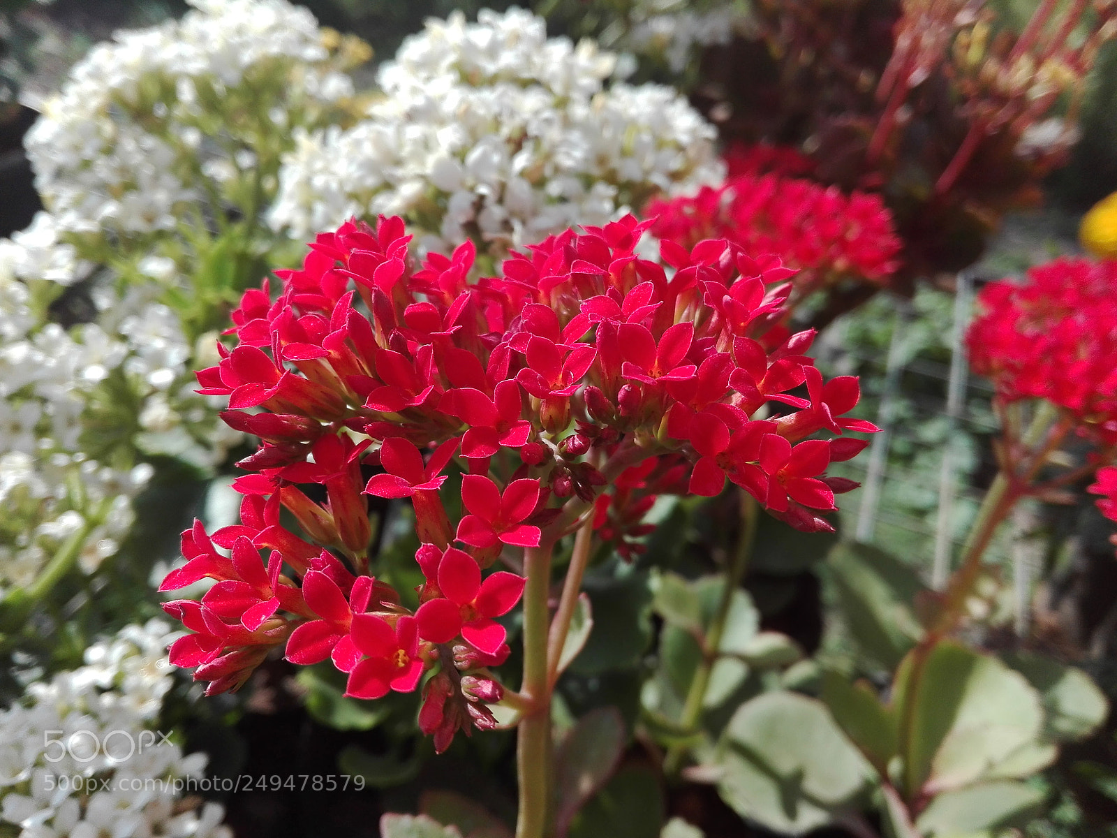 HUAWEI Y6II sample photo. Untitled photography